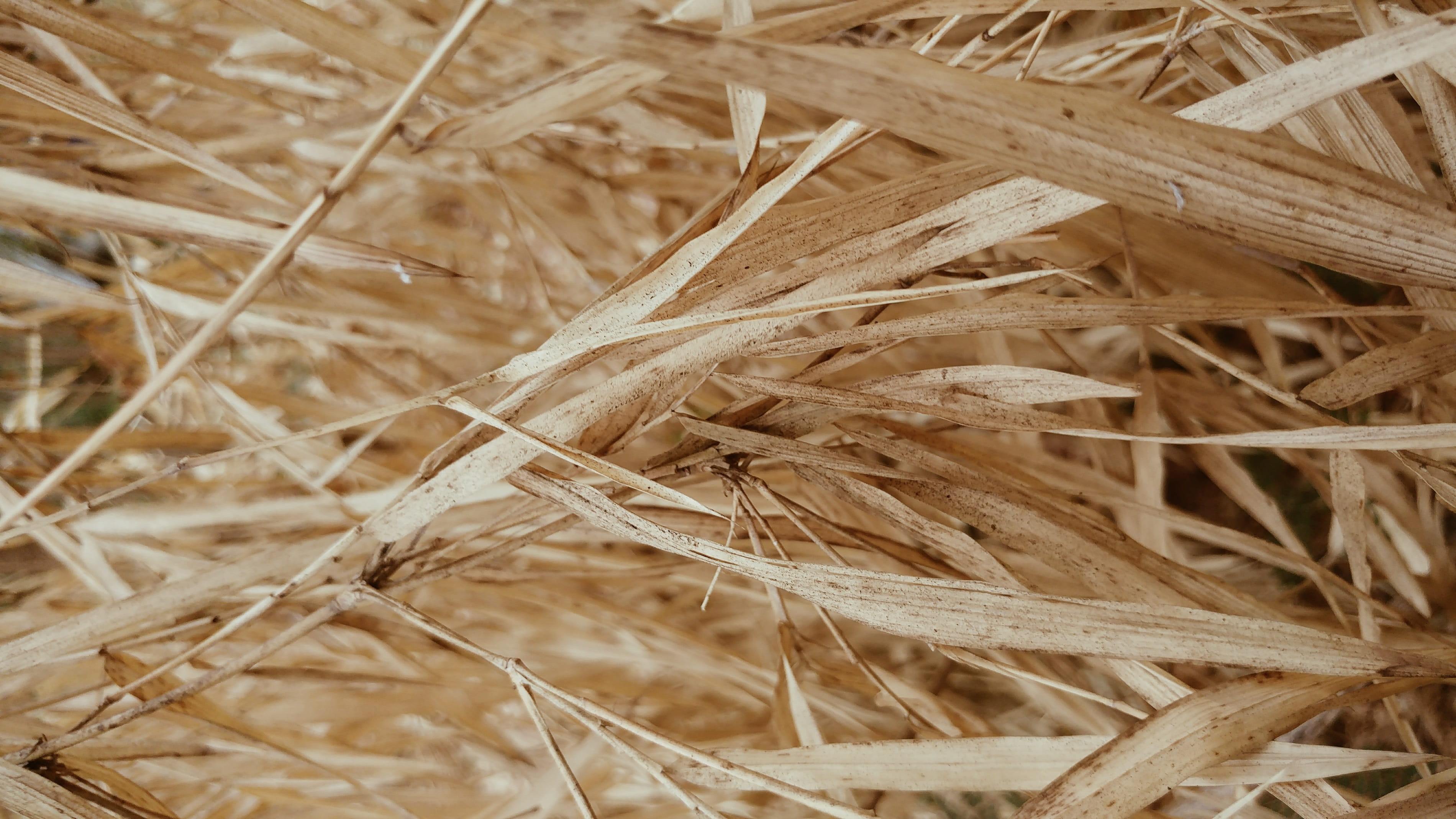dead plant, bamboo leaves, land, nature, full frame, farm, backgrounds, cereal plant, 2K, brown, parched, plant, landscape, background, growth, field, HD Wallpaper