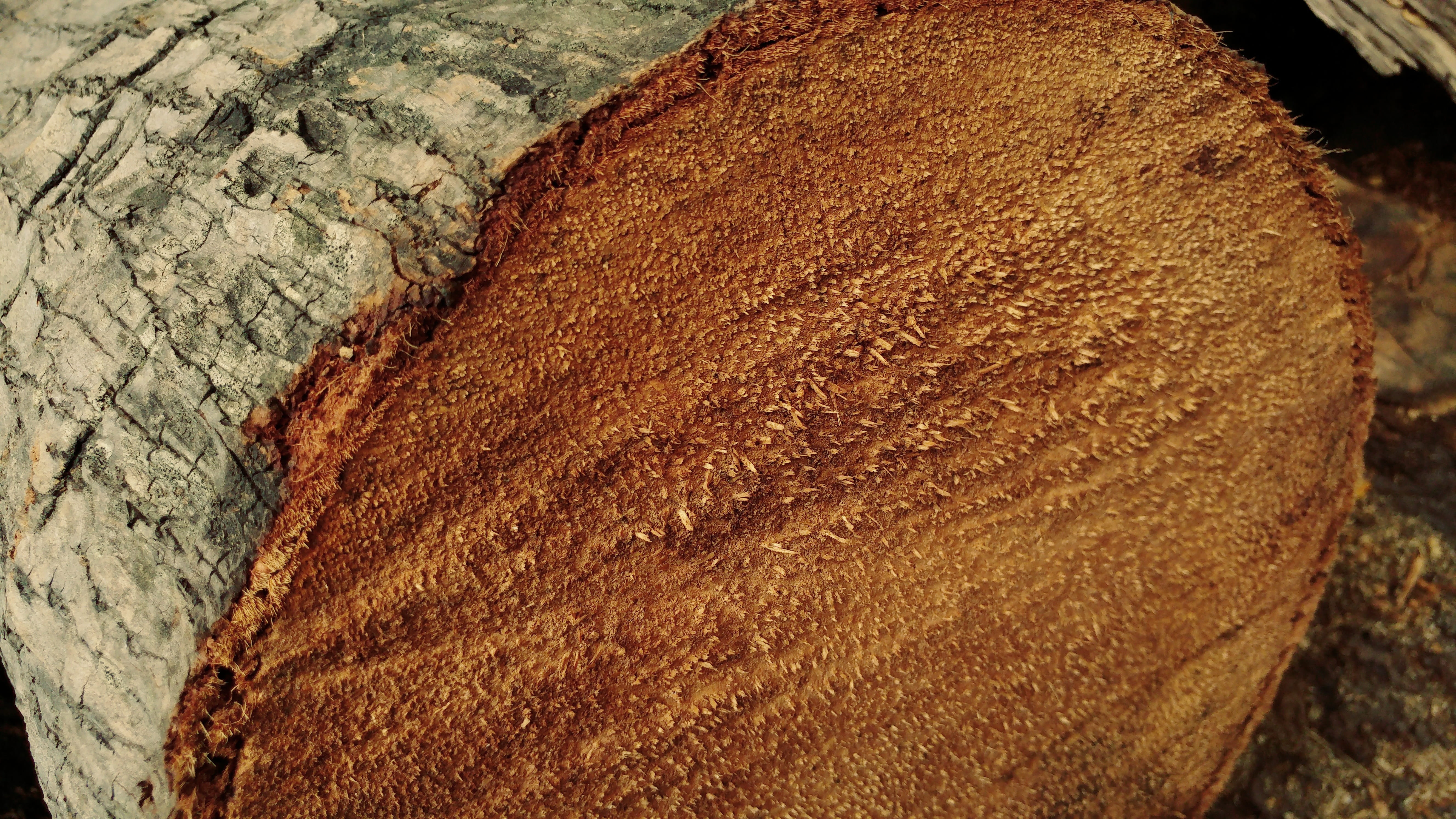 rough, close-up, outdoors, no people, wood, tree, freshness, palm log, still life, focus on foreground, brown, food and drink, lumber, land, textures, textured, HD Wallpaper
