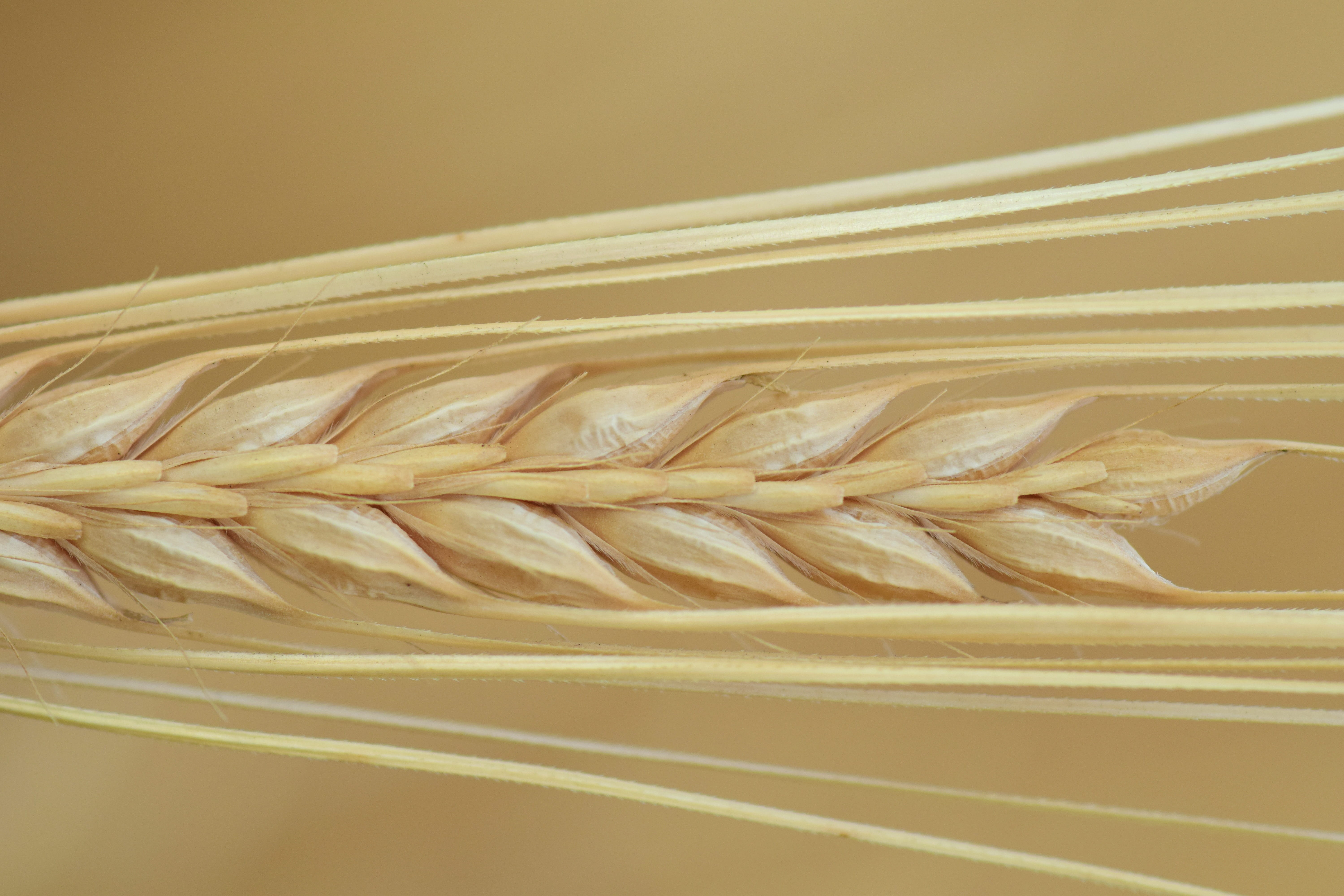 healthy eating, eat, Ear, summer, macro, indoors, 5K, freshness, raw food, agriculture, Barley, wheat, studio shot, cereal Plant, parched grain, Grain, HD Wallpaper