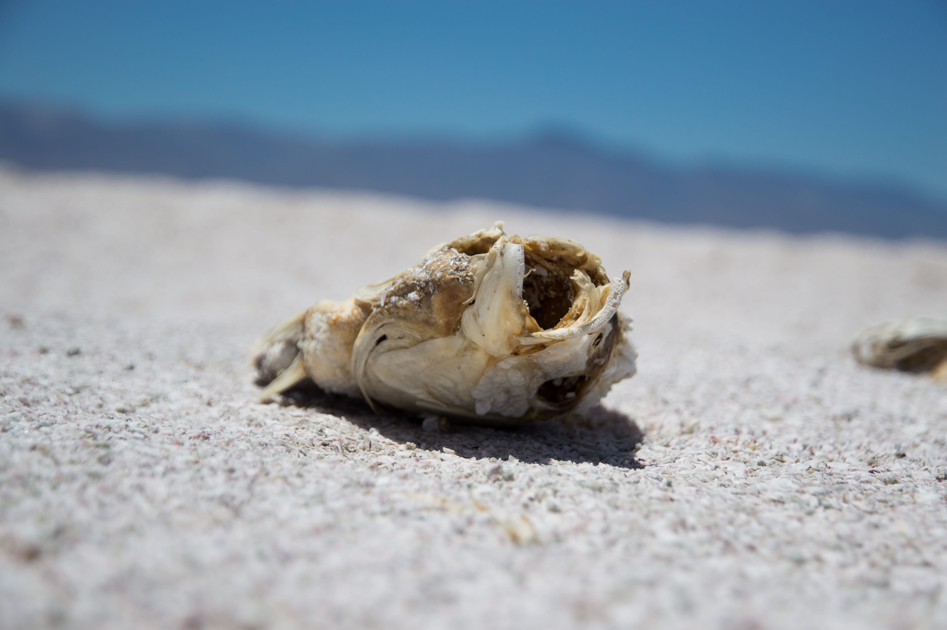 beach, outdoors, united states, dry, surface level, day, tilapia, animal themes, close-up, salton sea, nature, no people, parched, animals in the wild, HD Wallpaper