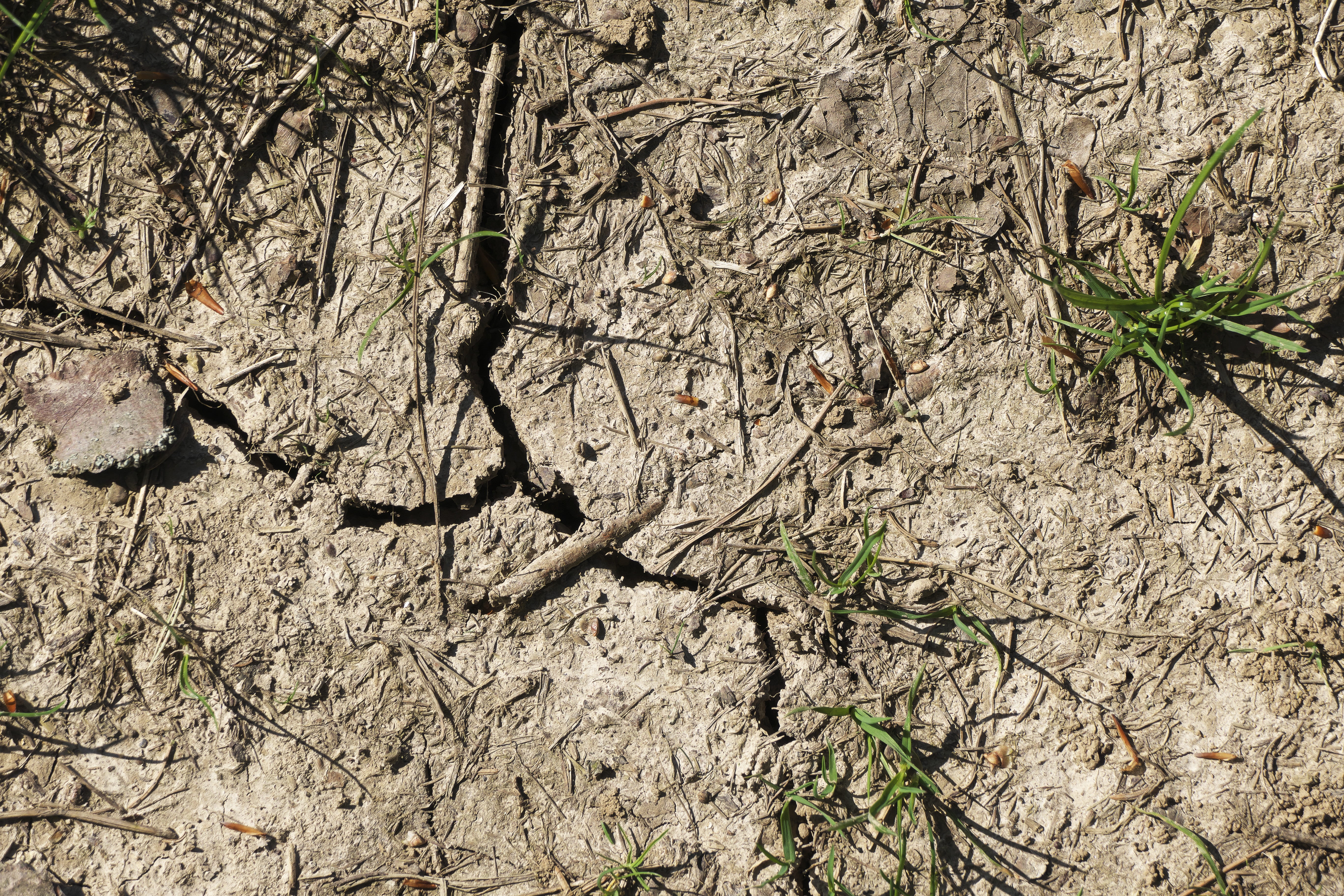 parched, animals in the wild, textured, plant, tree, drought, 5K, tree trunk, outdoors, no people, cracks, forest, day, beauty in nature, close up, animal themes, HD Wallpaper