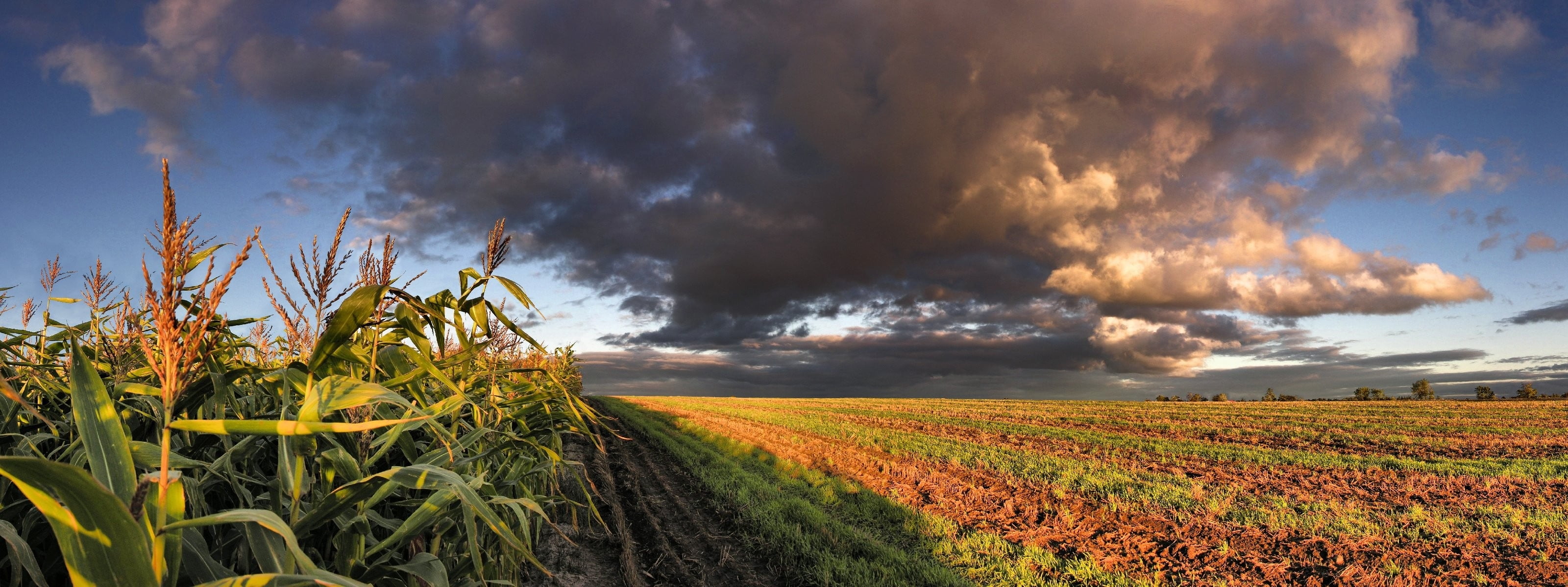 environment, dusk, sky, dramatic Sky, blue, springtime, outdoors, plants, crop, weather, landscape, tree, meadow, beauty In Nature, grass, season, corn, HD Wallpaper