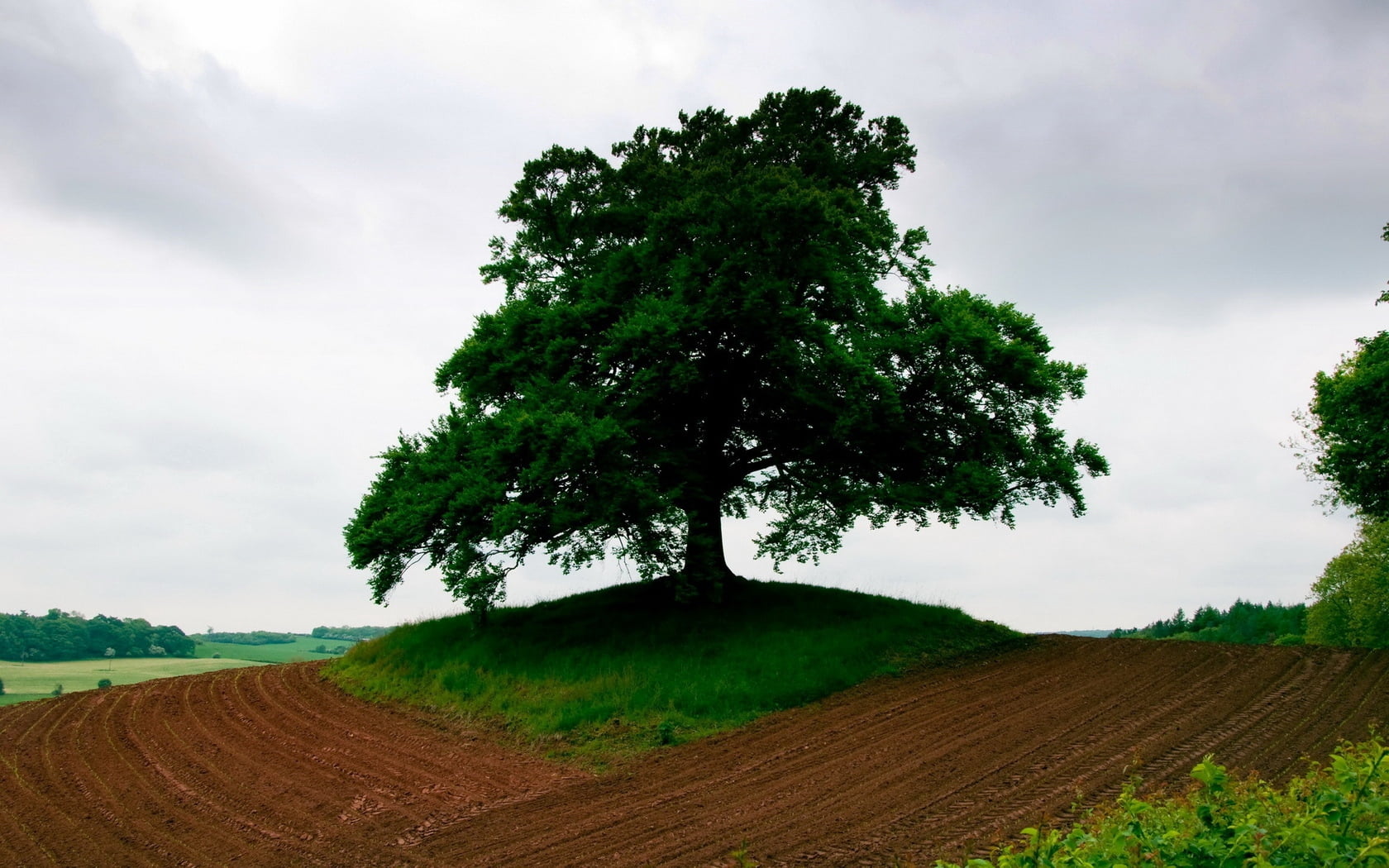 hill, environment, scenics, growth, green Color, green, forest, season, summer, dirt, plough, sunlight, backgrounds, plant, triangle, beauty In Nature, HD Wallpaper
