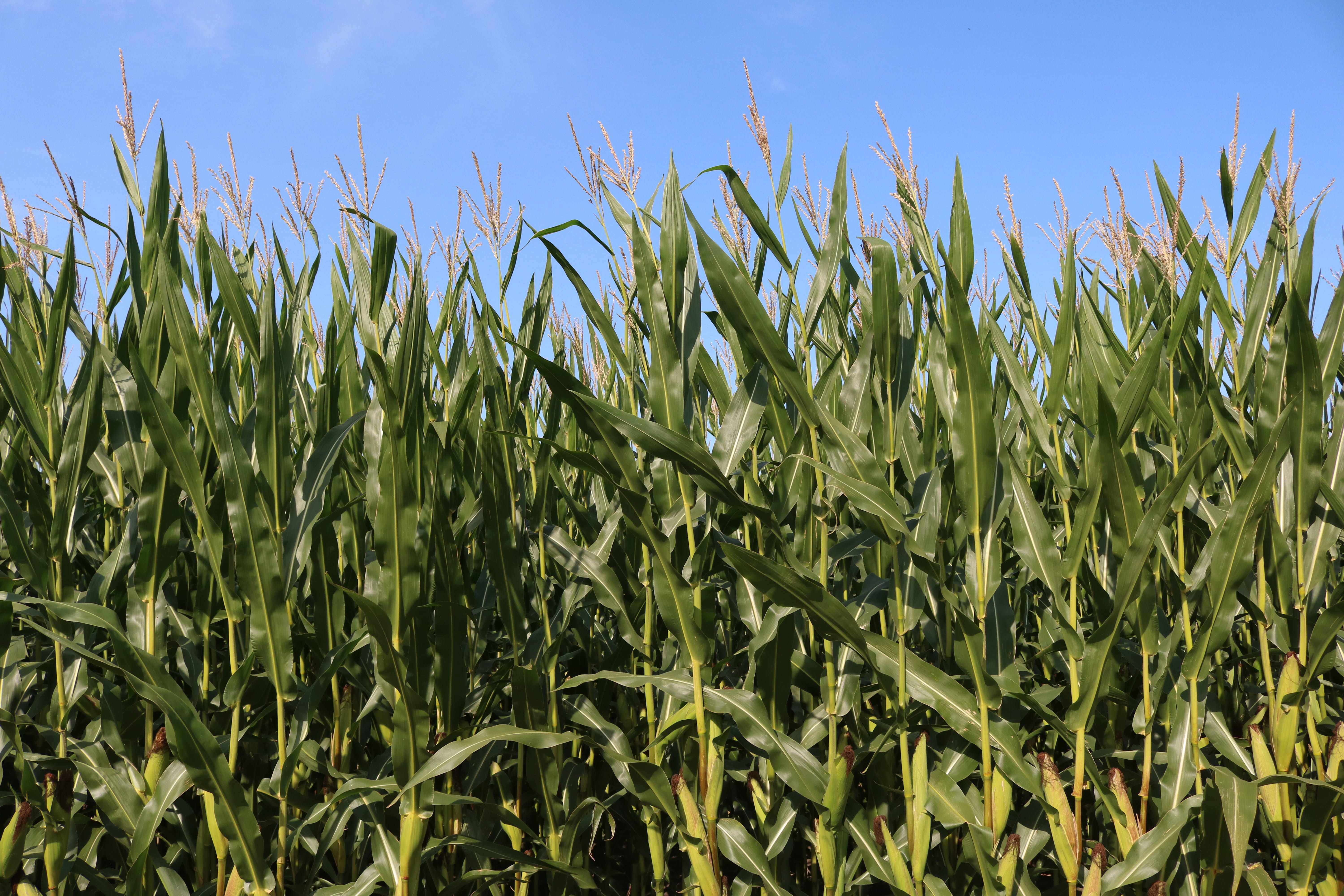 beauty in nature, tranquility, environment, nature, industry, rural scene, cornfield, corn on the cob, harvest, grows, sky, land, arable land, scenics - nature, HD Wallpaper