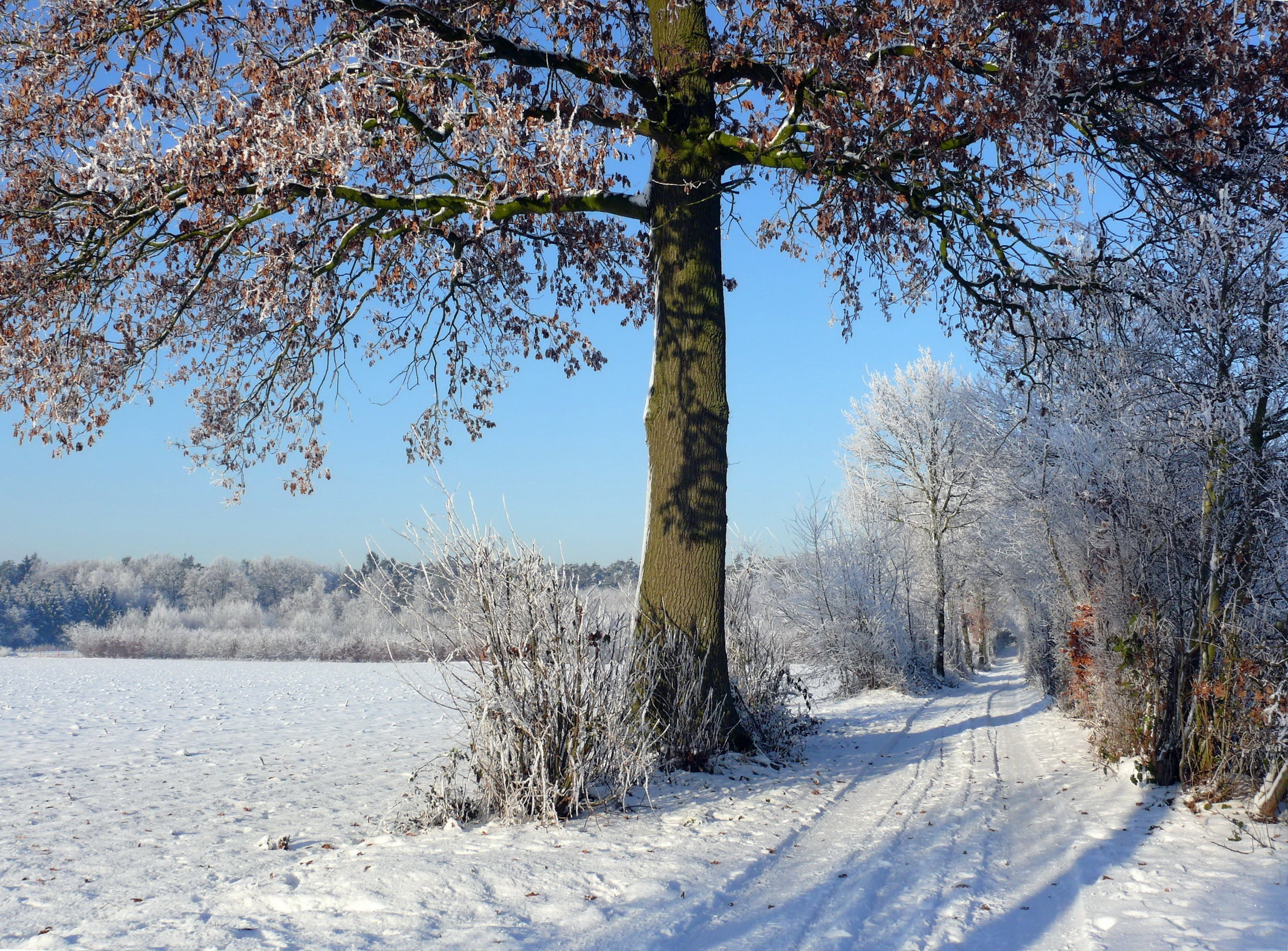 russia, outdoors, 1080P, frost, landscape, trunk, brown, woodland, snow, hoarfrost, growth, beauty In Nature, blue, cold - Temperature, forest, field, HD Wallpaper