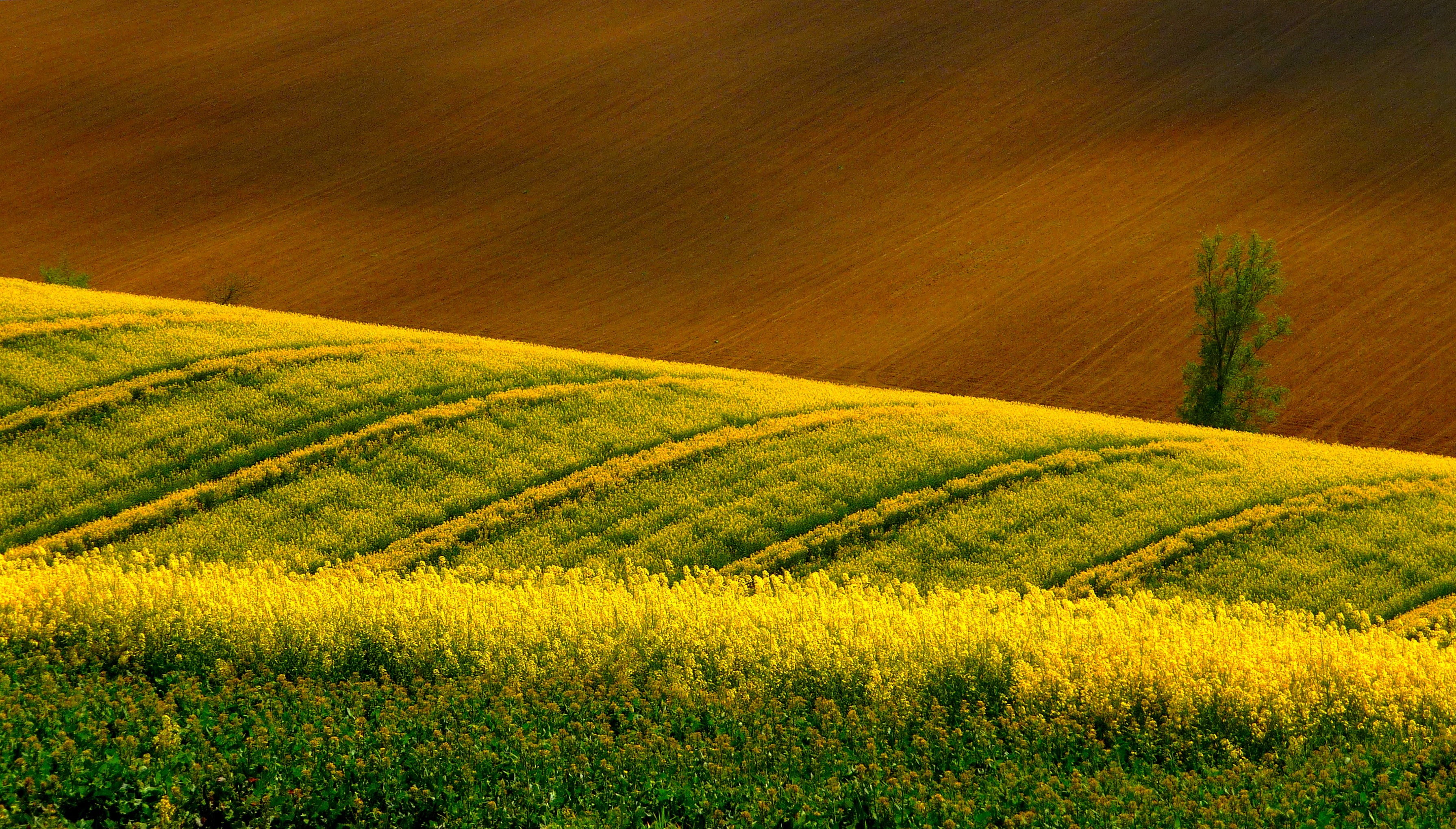 field, arable land, rape, tree, 2K, HD Wallpaper