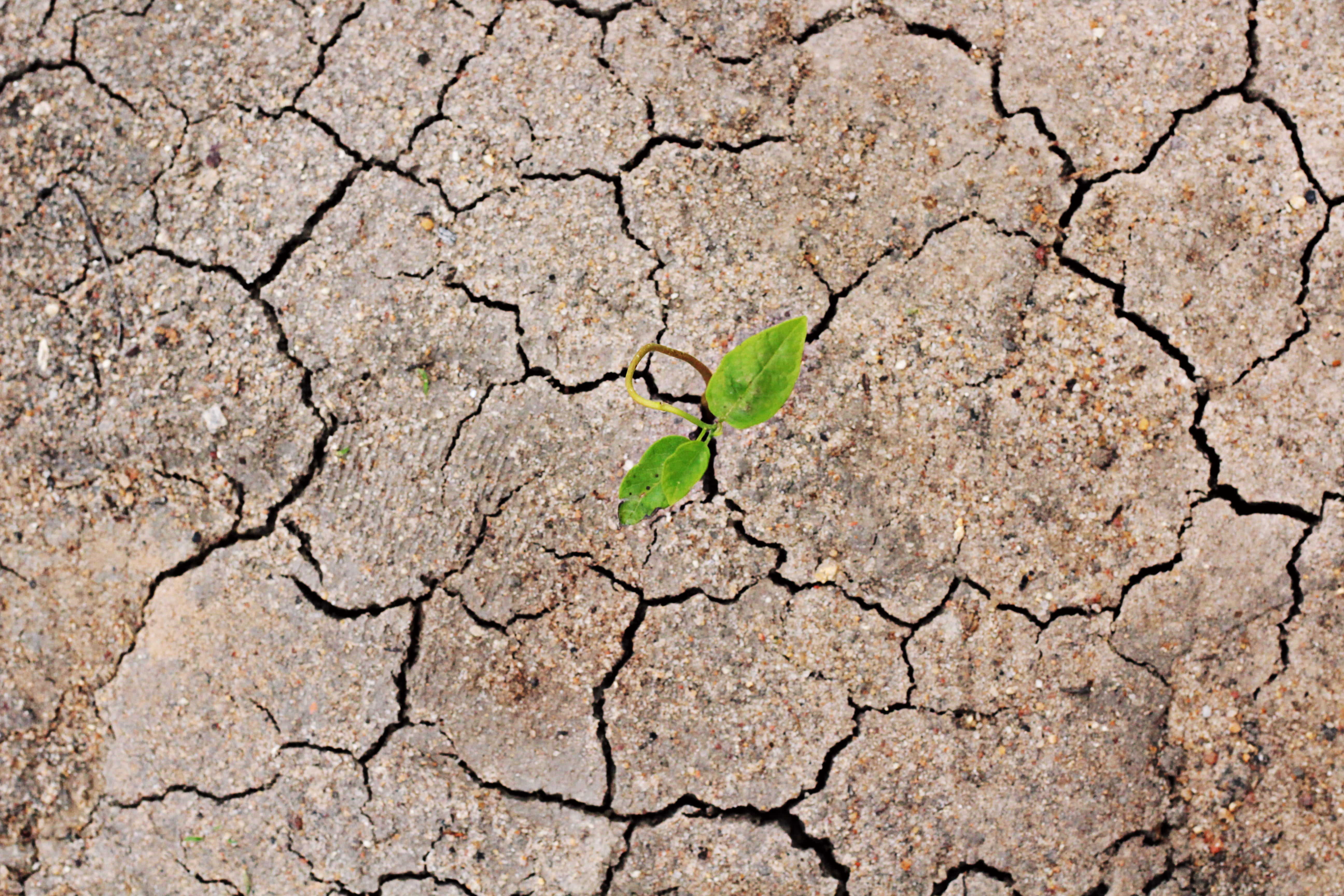 field, river, climate, dirt, apparel, land, there is hope, ibicuitinga, plant, texture, green, sprout, nature, environmental issues, day, arid climate, HD Wallpaper