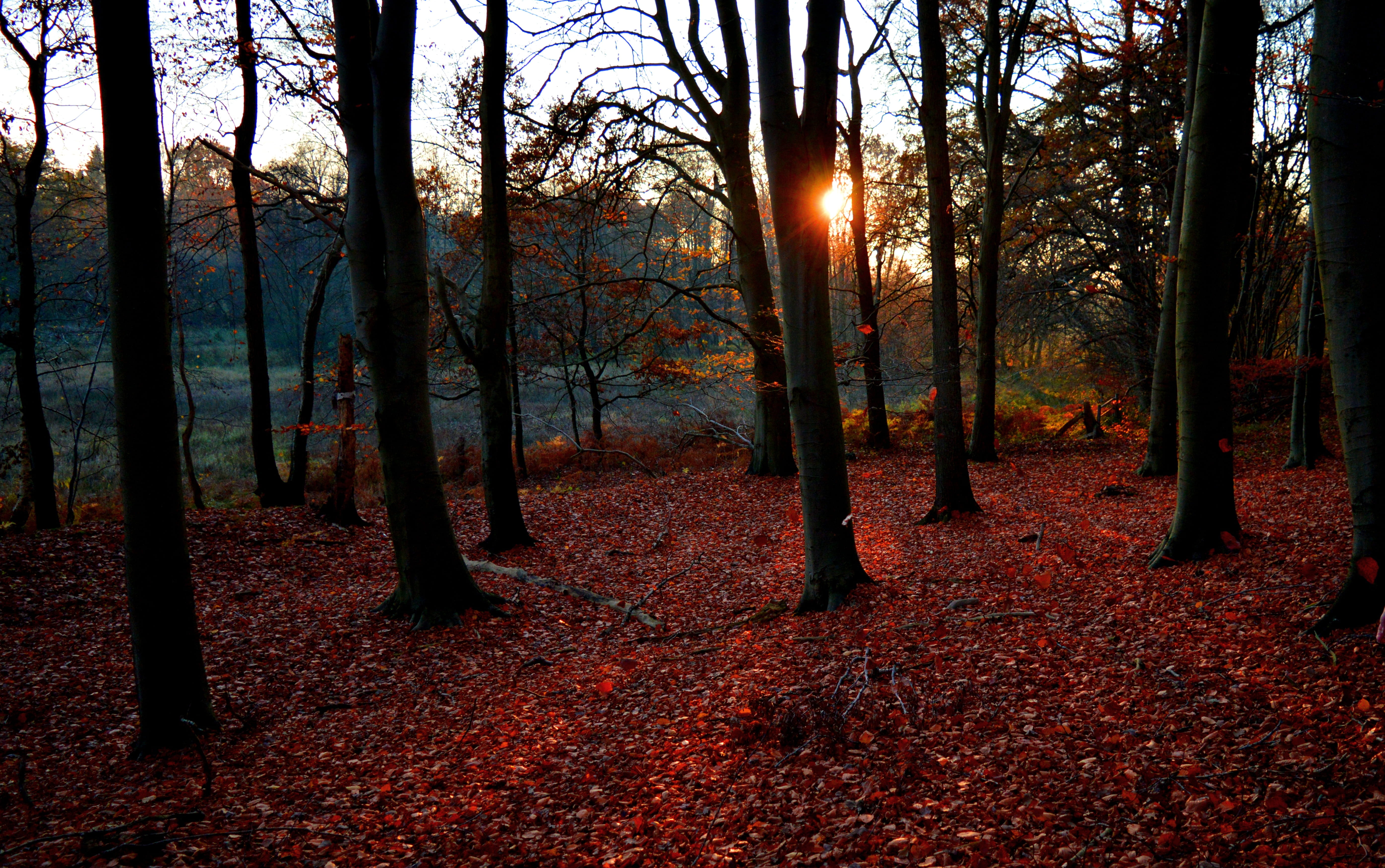 scenics - nature, sunset, nature, woodland, sunlight, non-urban scene, tranquility, tree trunk, lens flare, orange color, autumn, forest, outdoors, sun, HD Wallpaper