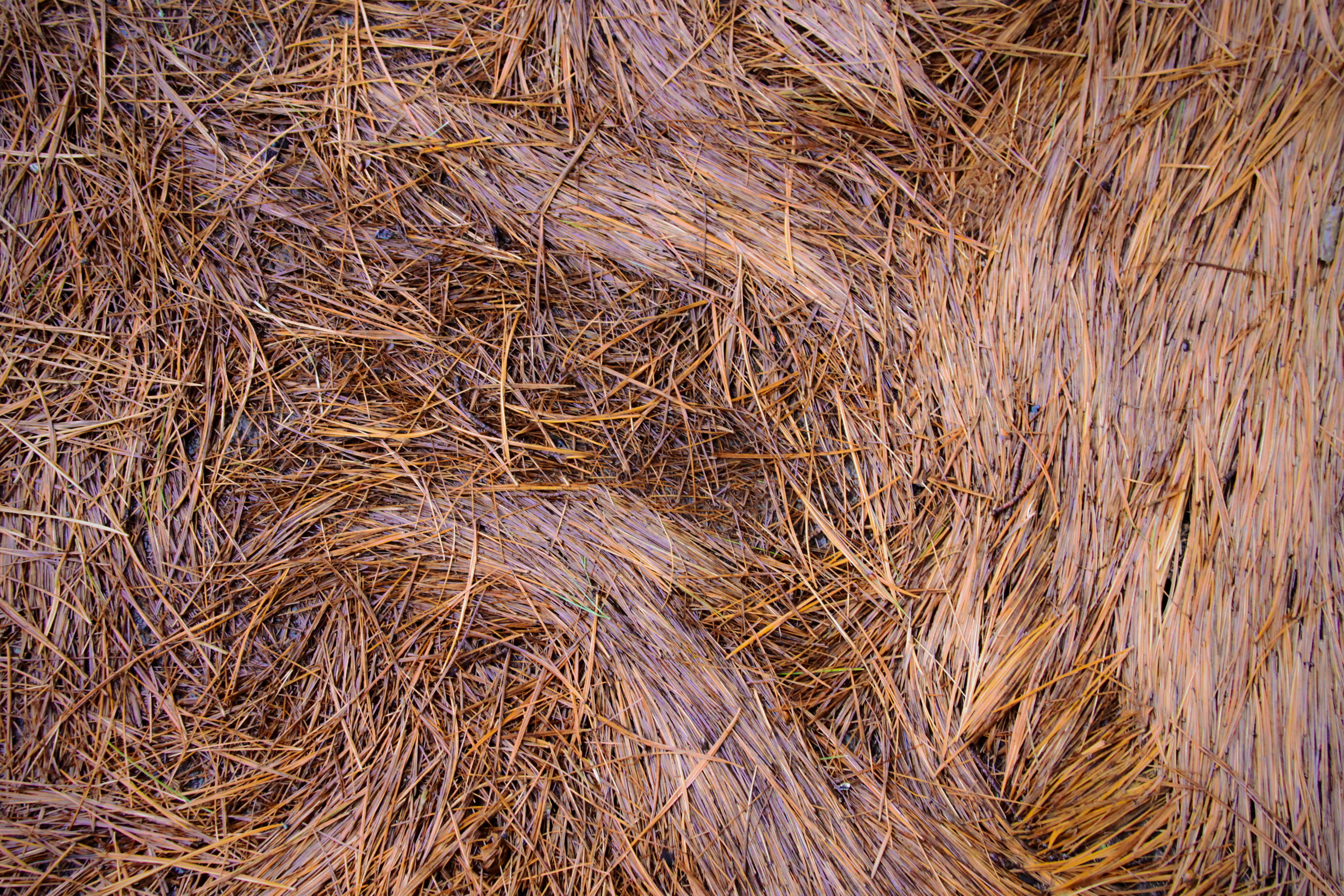 brown, 4K, agriculture, outdoors, high angle view, growth, land, field, textured, plant, no people, pine needle, day, full frame, tranquility, abundance, HD Wallpaper