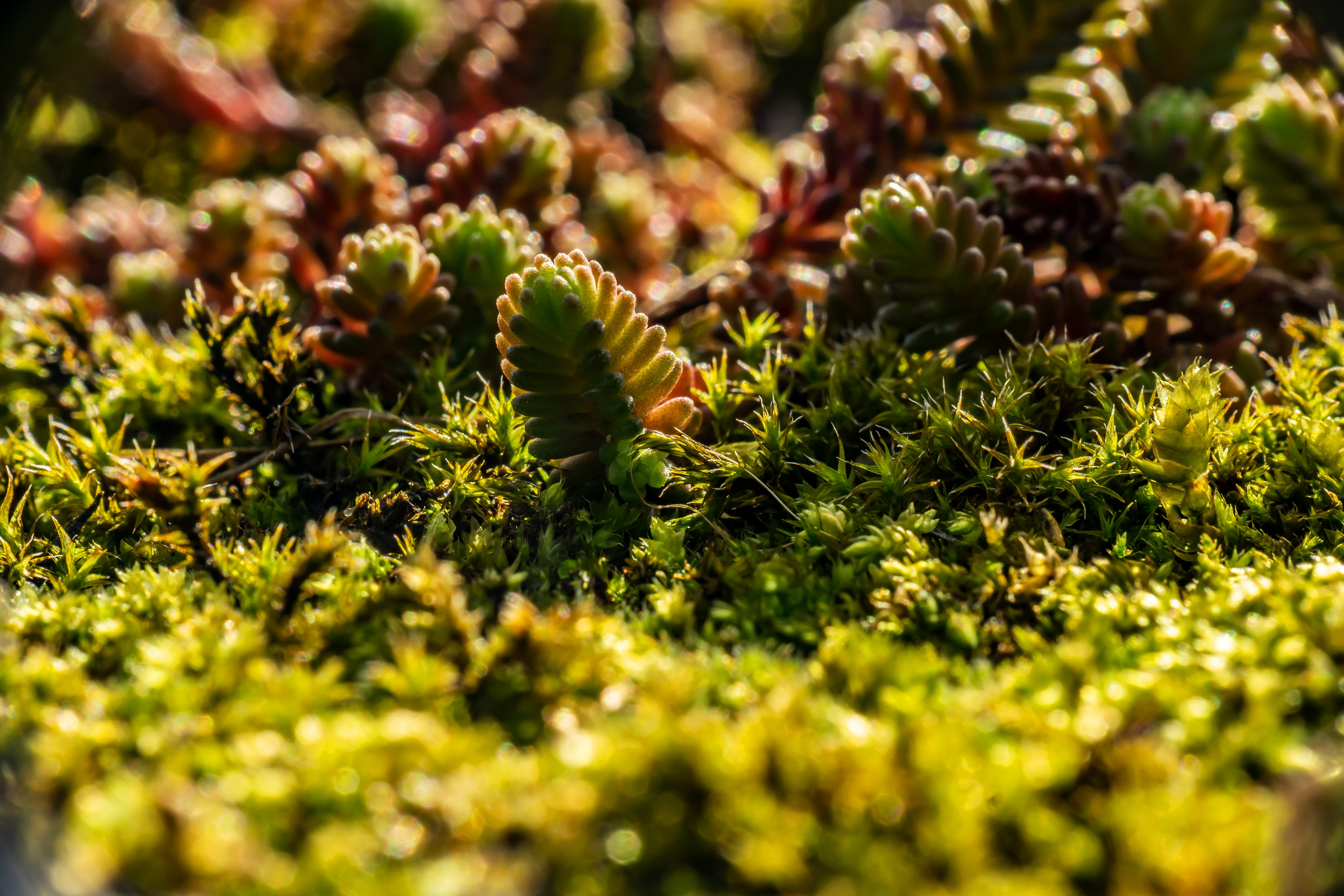 5K, spring, sunlight, plant, selective focus, animal, vulnerability, forest floor, close-up, growth, forest, flowering plant, flower, beauty in nature, HD Wallpaper