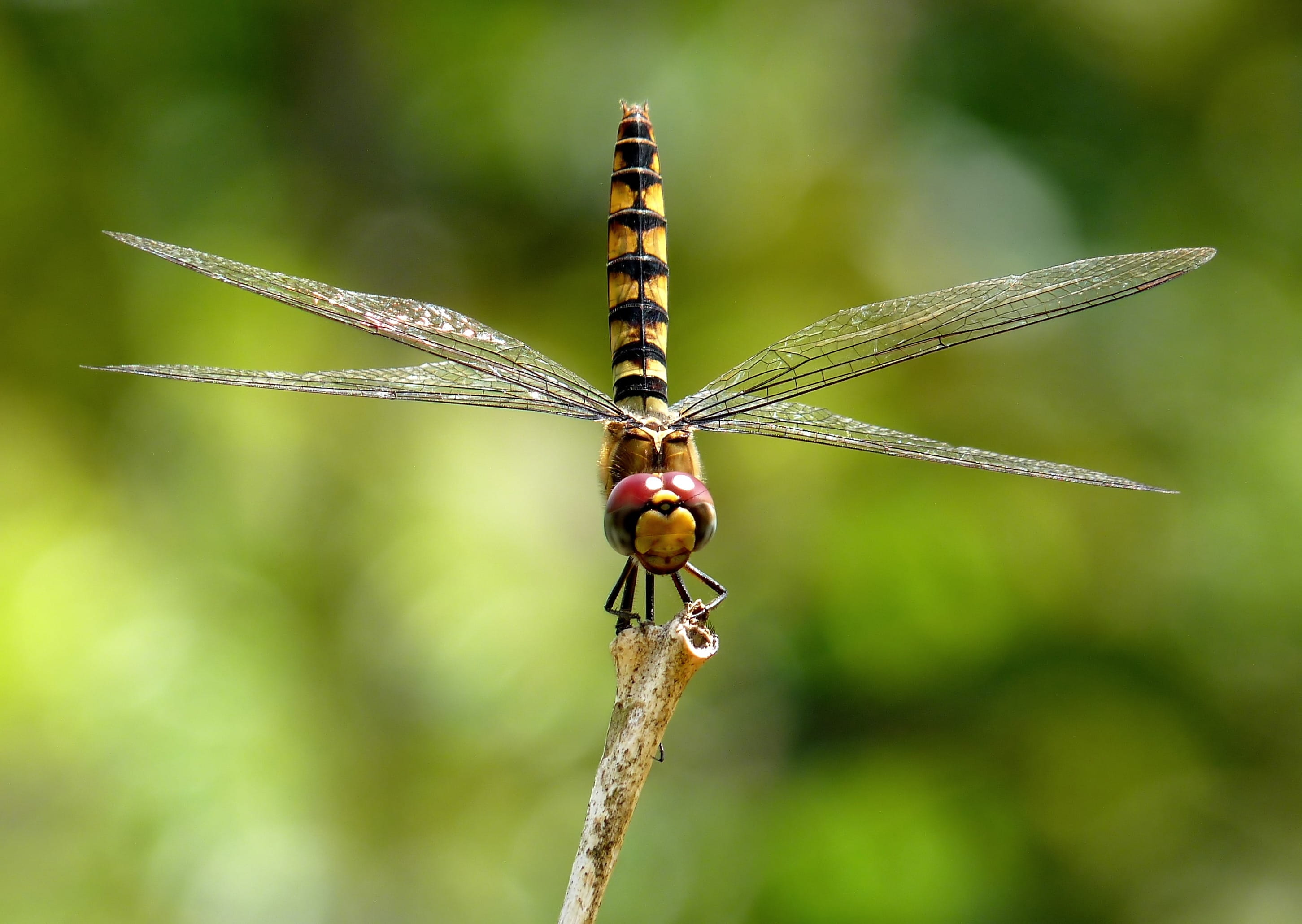 animal wildlife, parched, shallow, green color, beauty in nature, macro, focus, focus on foreground, nature, greater crimson glider, insect, brown, close-up, HD Wallpaper