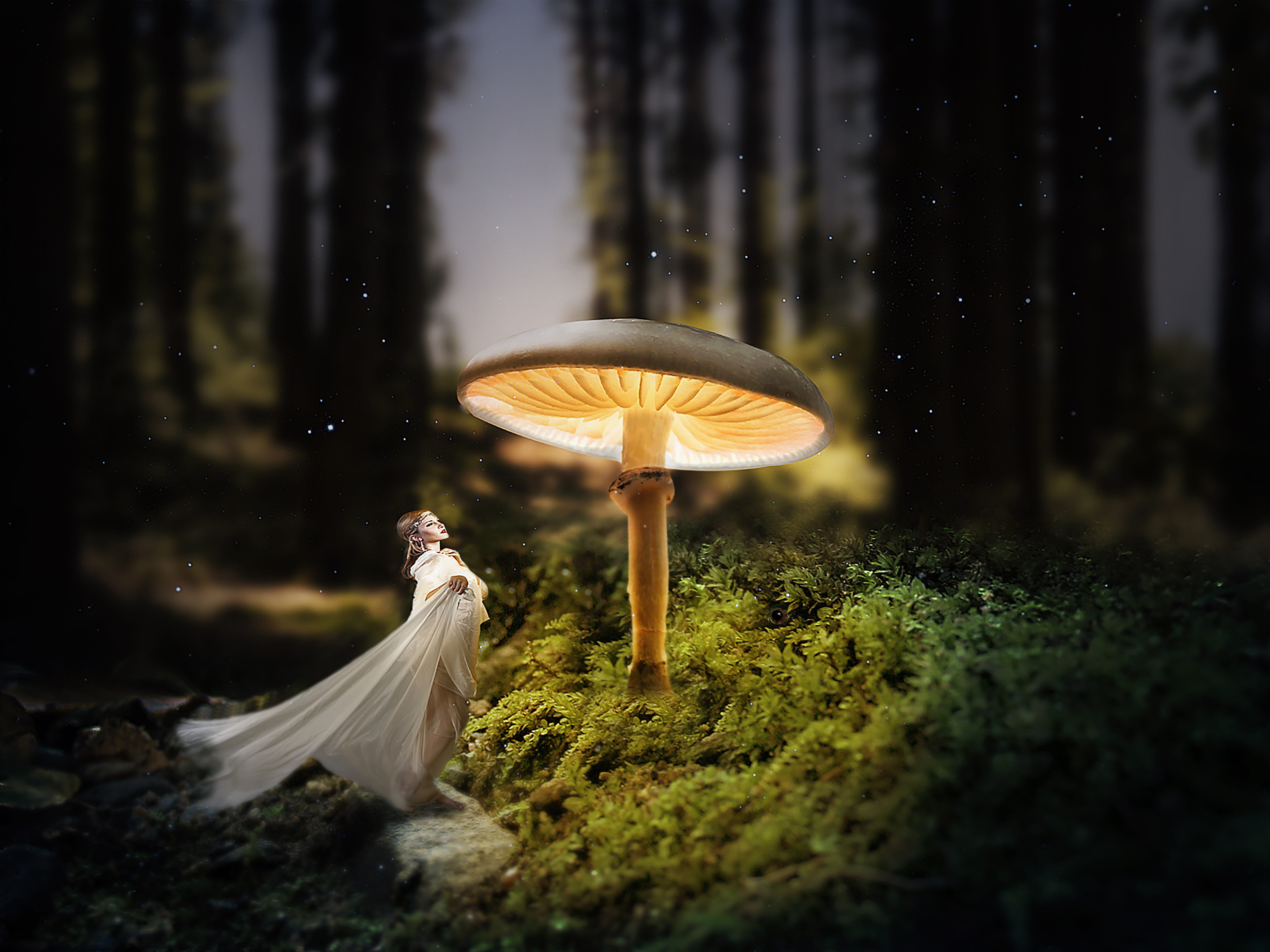 close-up, land, mushroom, autumn, background image, forest floor, 4K, moss, dark, fog, scenic, lake, grass, selective focus, light, plant, food, no people, HD Wallpaper