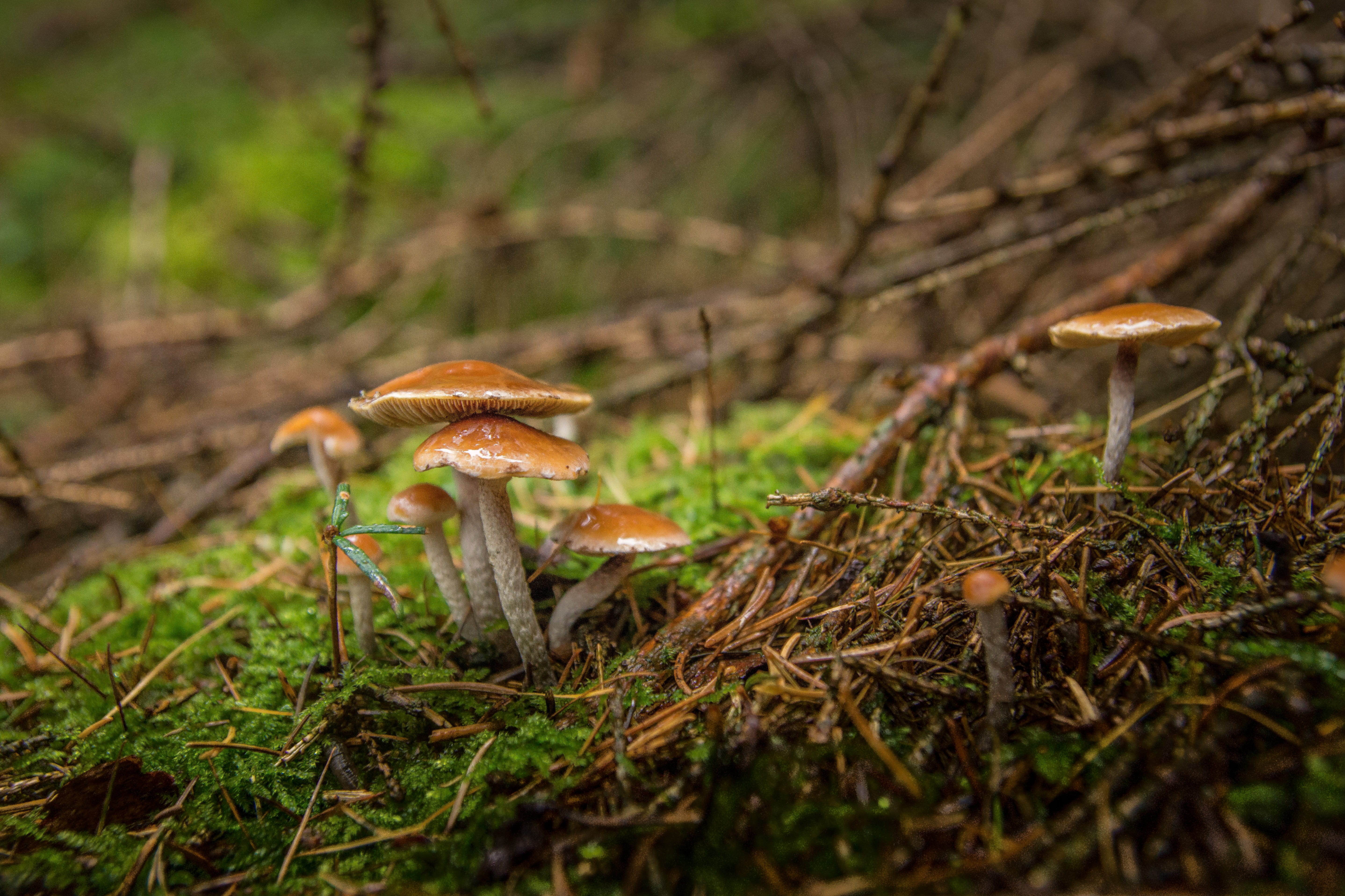 pine needles, brown, disc fungus, day, forest floor, autumn, land, forest, poisonous, selective focus, fly agaric mushroom, 5K, food, green, surface, vegetable, HD Wallpaper