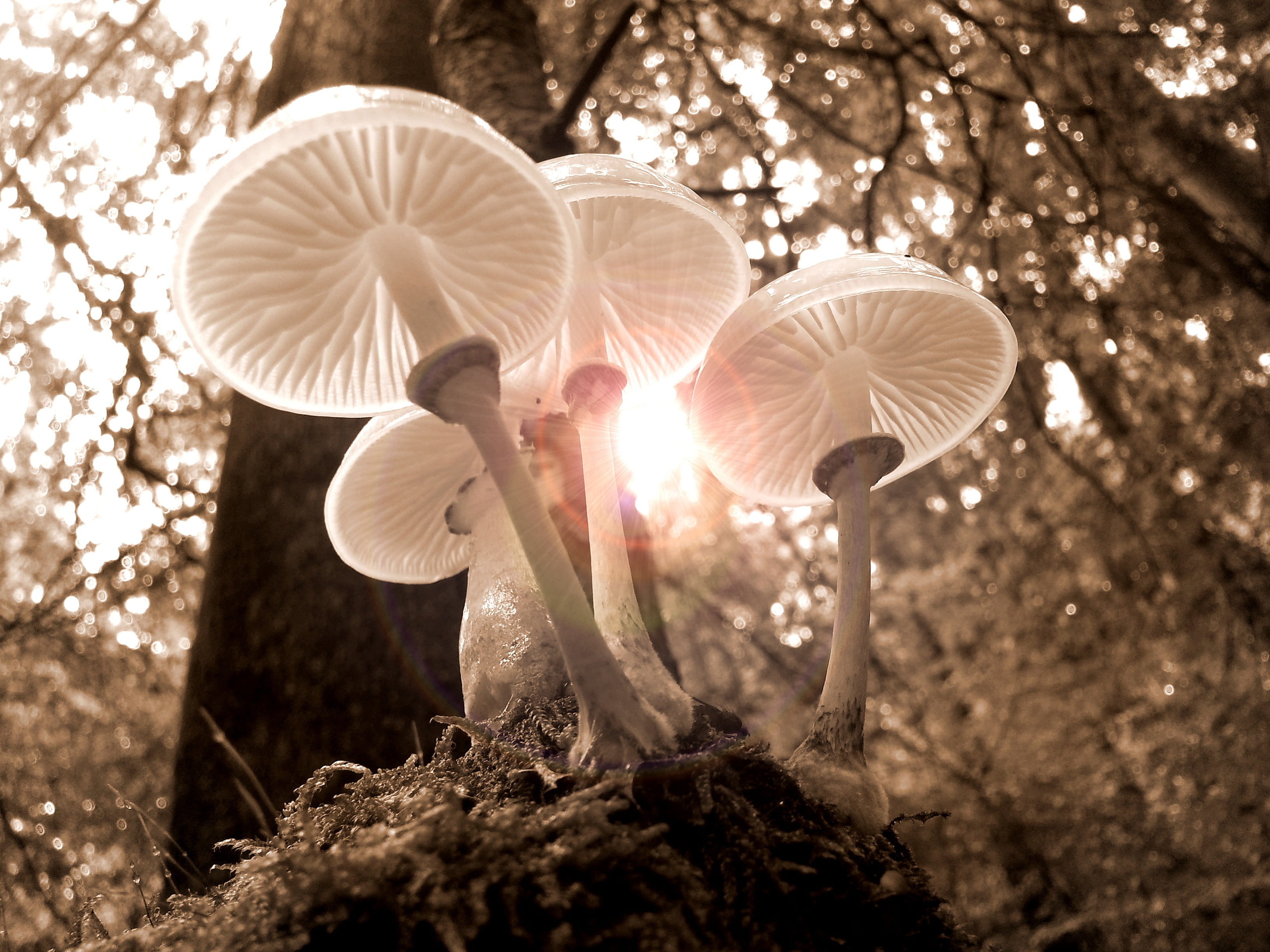 close-up, focus on foreground, vegetable, forest floor, sepia, plant, growth, mushroom, sun, 2K, four, golden autumn, mood, toadstool, beauty in nature, HD Wallpaper