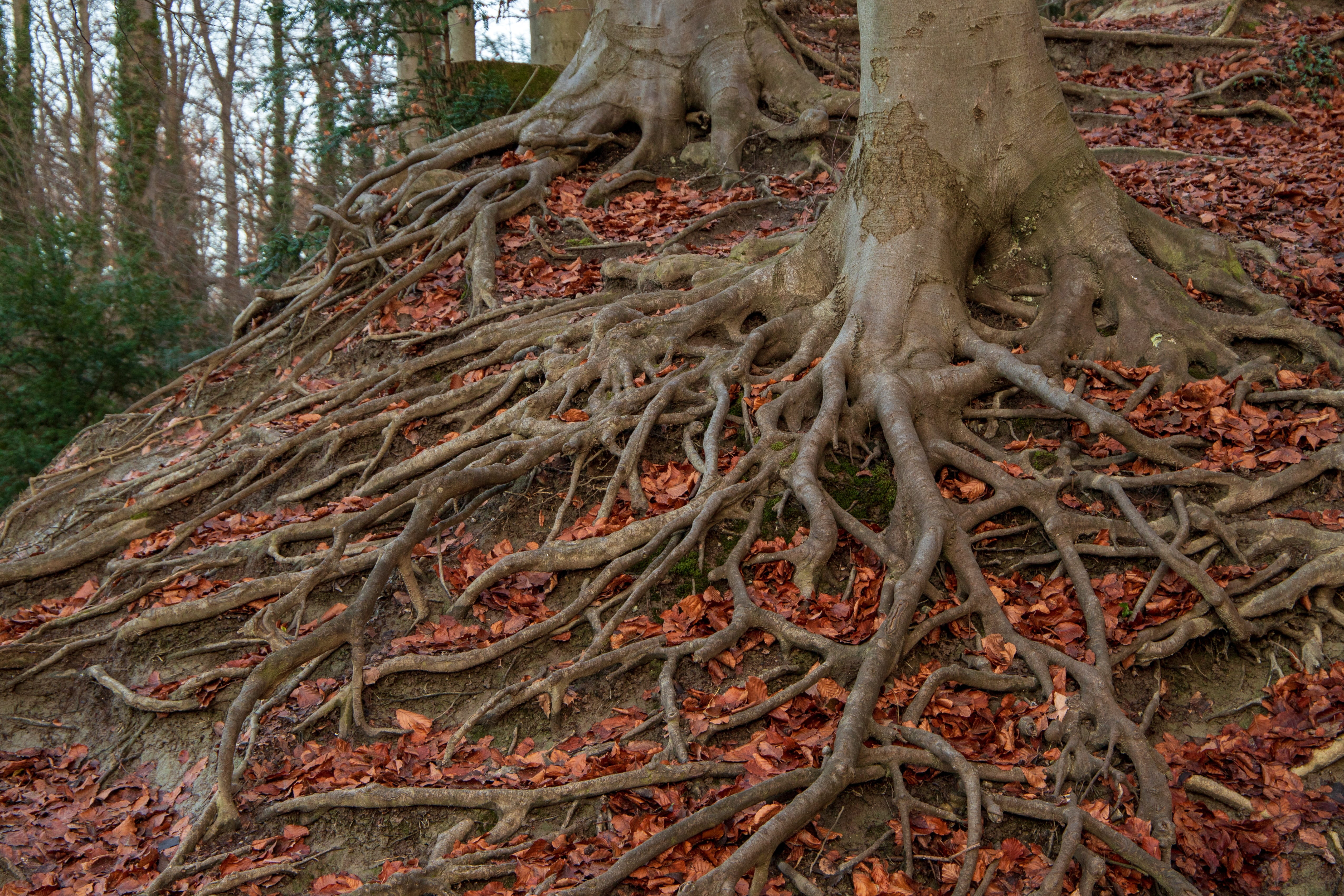 outdoors, forest floor, tangle, plant, root, nature, tranquility, tree trunk, land, beauty in nature, non-urban scene, growth, forest, environment, bark, HD Wallpaper