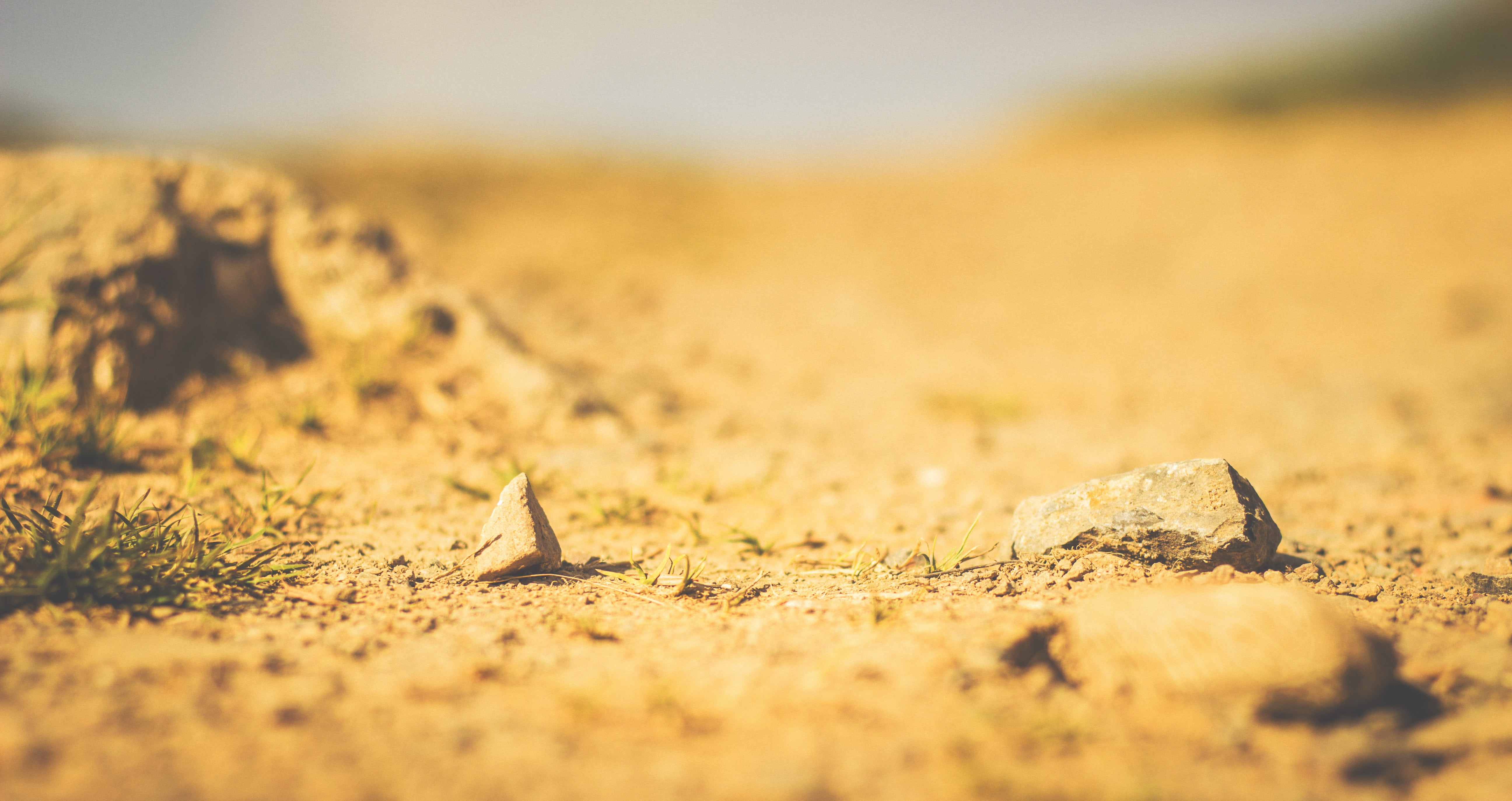 outdoors, drought, nature, food and drink, day, sand, 5K, rocks, no people, desert, close-up, land, one animal, animals in the wild, sandy, surface level, HD Wallpaper