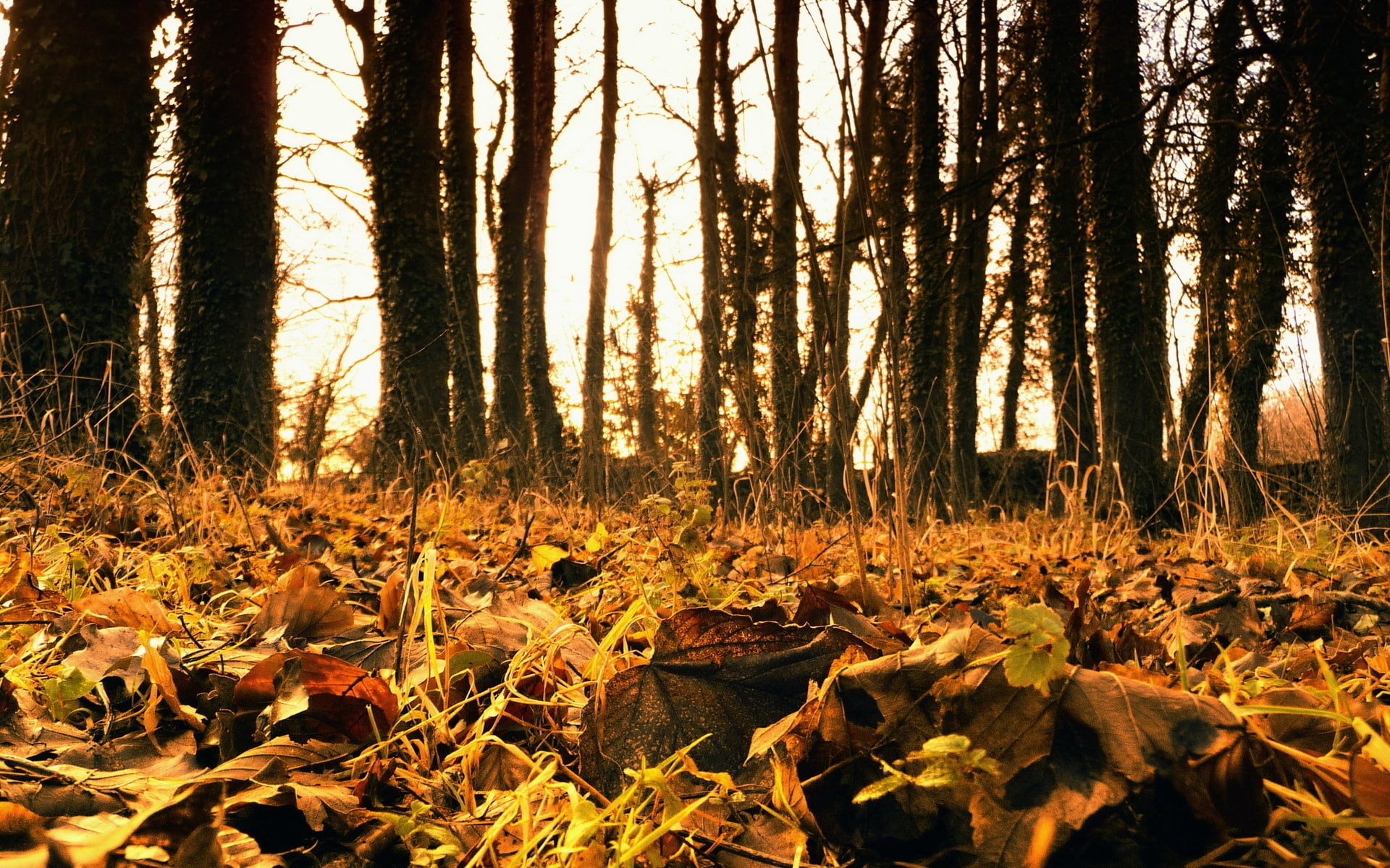 october, foliage, 1080P, wood, withering, earth, faded, HD Wallpaper