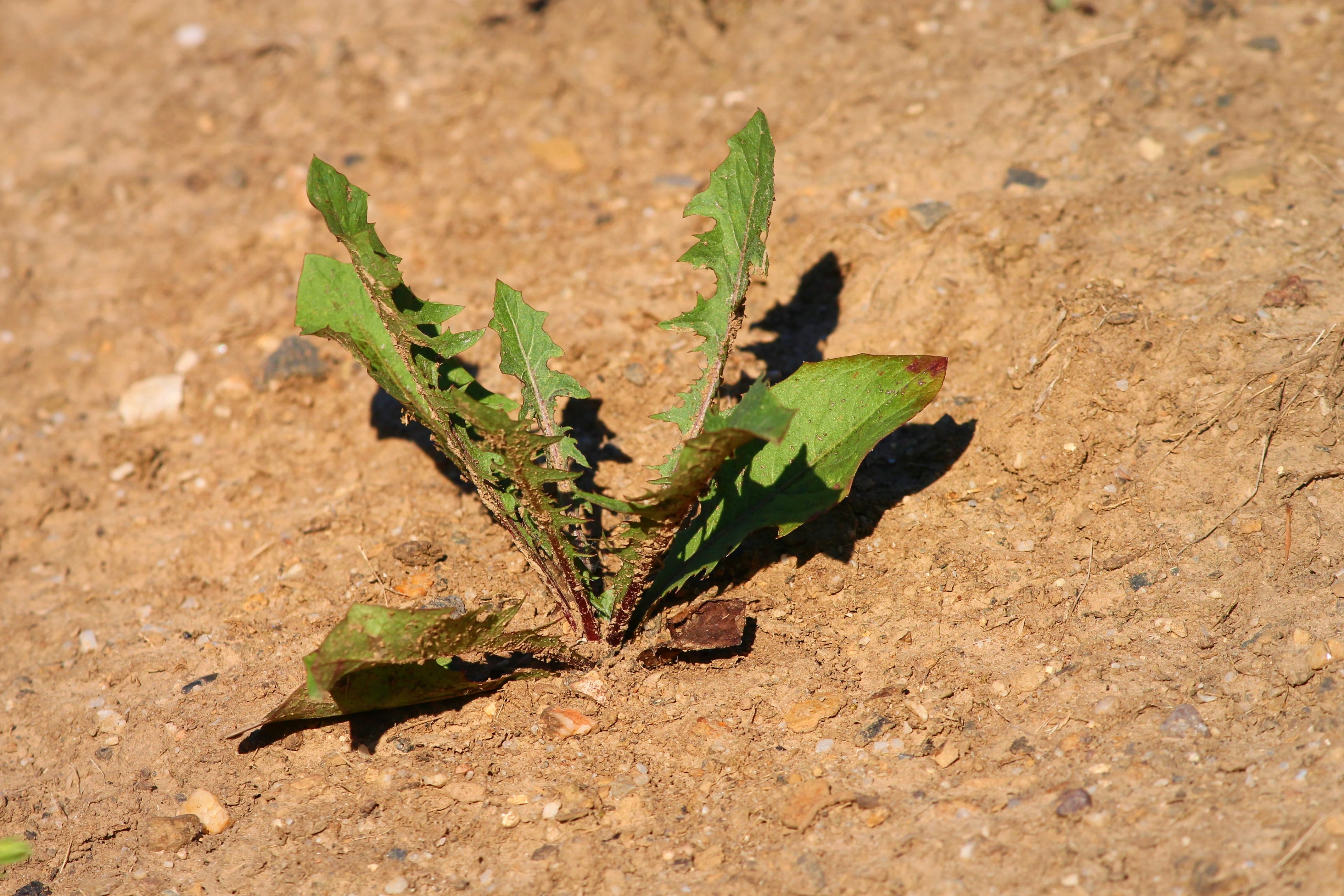 high angle view, leaf, arid climate, summer, field, climate, plant, 4K, nature, ground, dog days, day, summer heat, hot, land, green color, plant part, HD Wallpaper