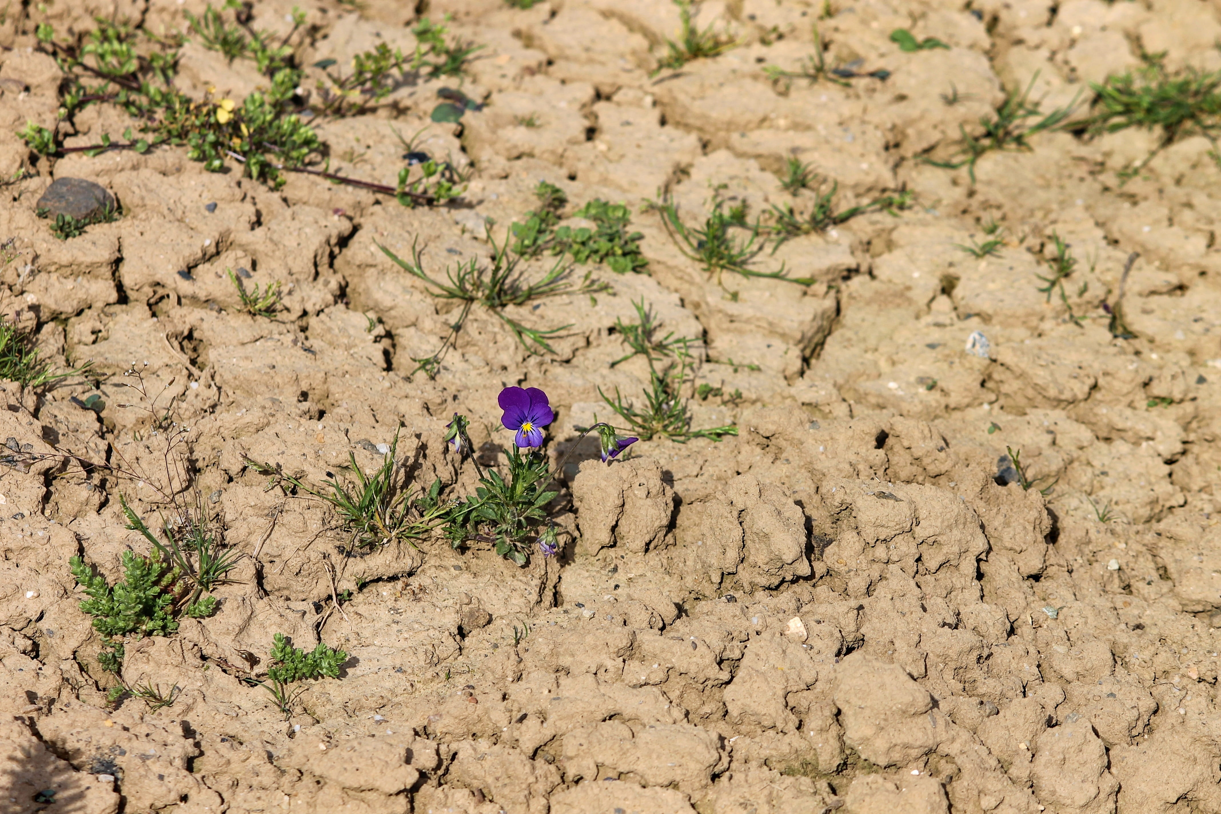 dehydrated, petaled, beauty in nature, individually, alone, climate, high angle view, flowering plant, 400–500, field, urge to live, growth, dry, lonely, HD Wallpaper