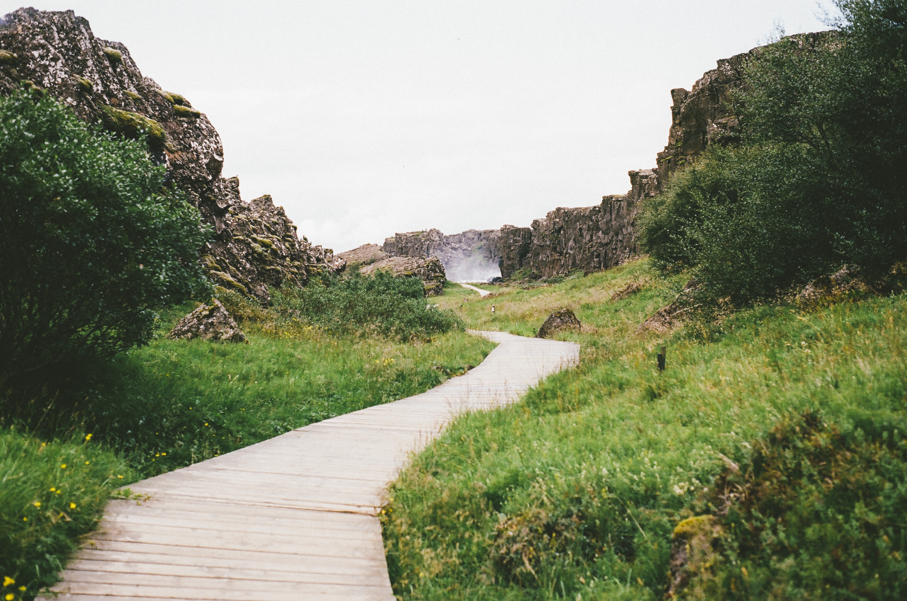 plant, outdoors, beauty in nature, grass, tree, scandinavia, tectonic plates, valley, bushes, thingvellir, the way forward, geology, natural, no people, HD Wallpaper