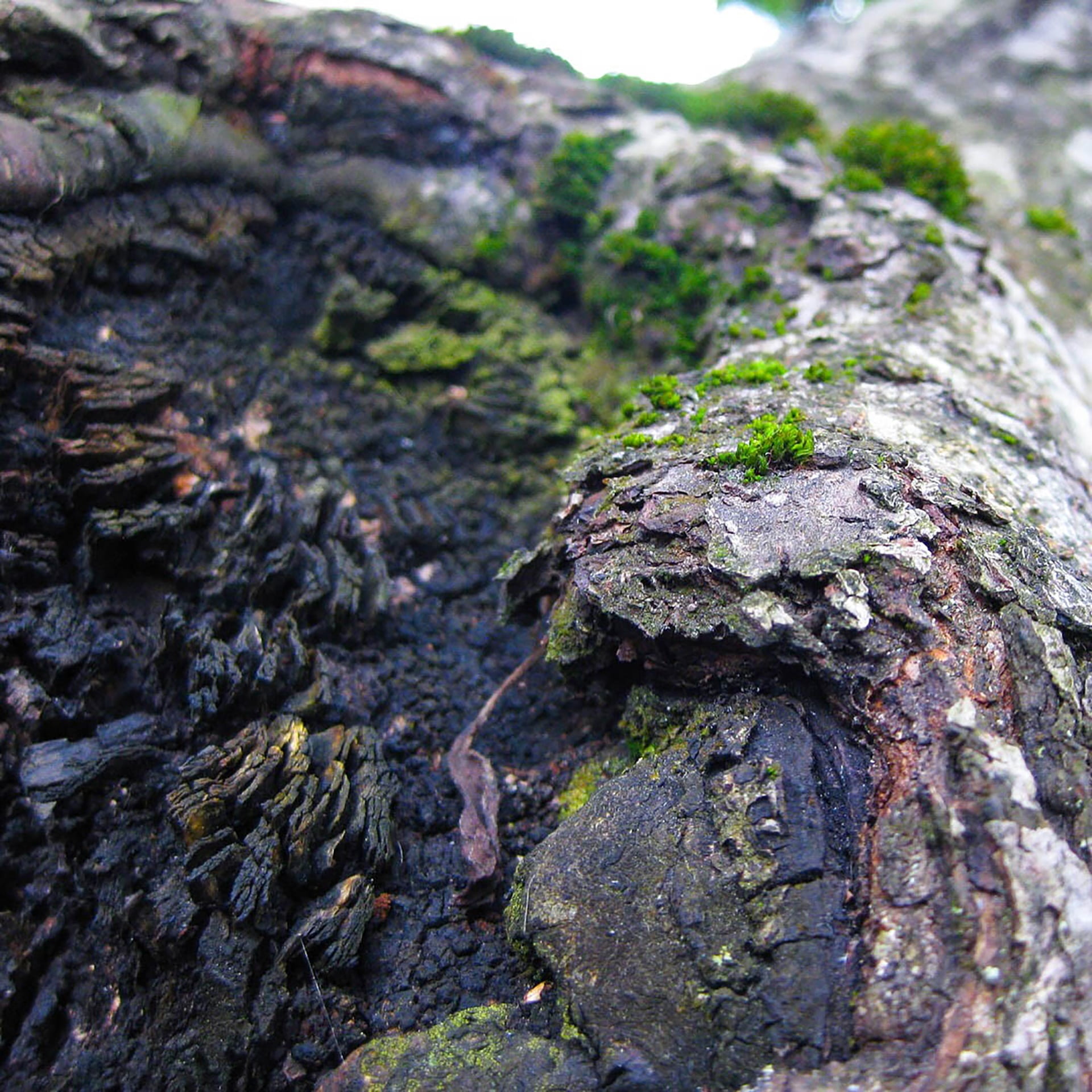 dry, old, textured, flower, nedorastené, the bark of the tree, spring, ihličnan, country, focus, blurry, lumps on the tree, trunk, garden, bark, forest, Phone HD Wallpaper