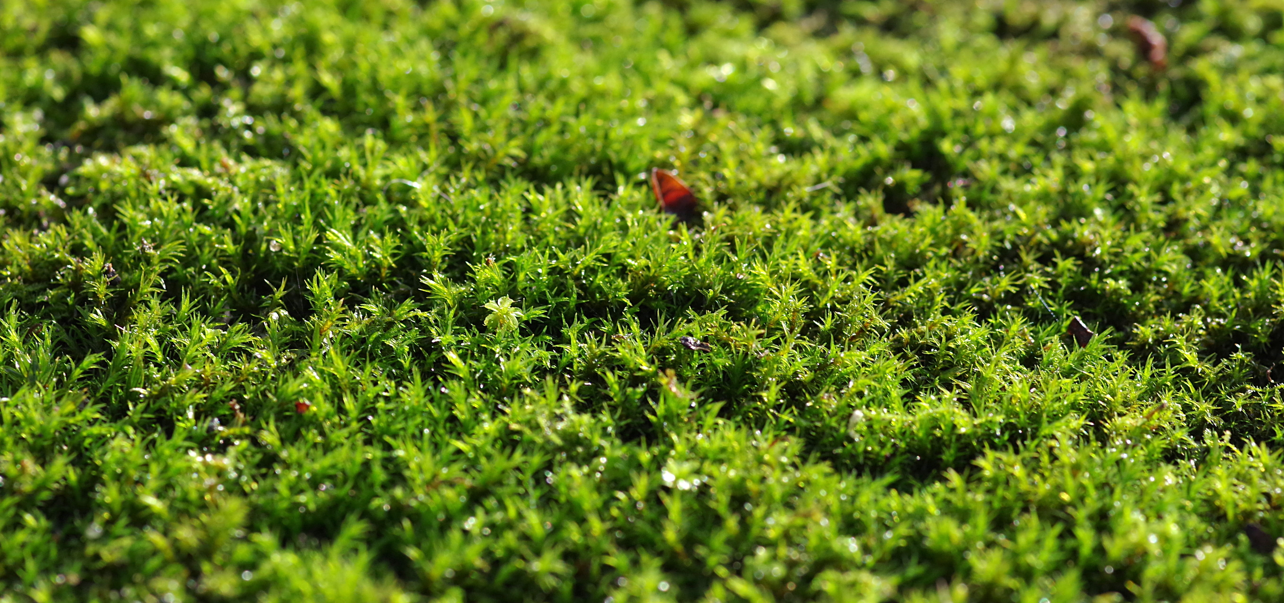 moss, animal, forest, nature, lush foliage, forest litter, animal wildlife, outdoors, day, green color, field, litter, 5K, the background, animals in the wild, HD Wallpaper