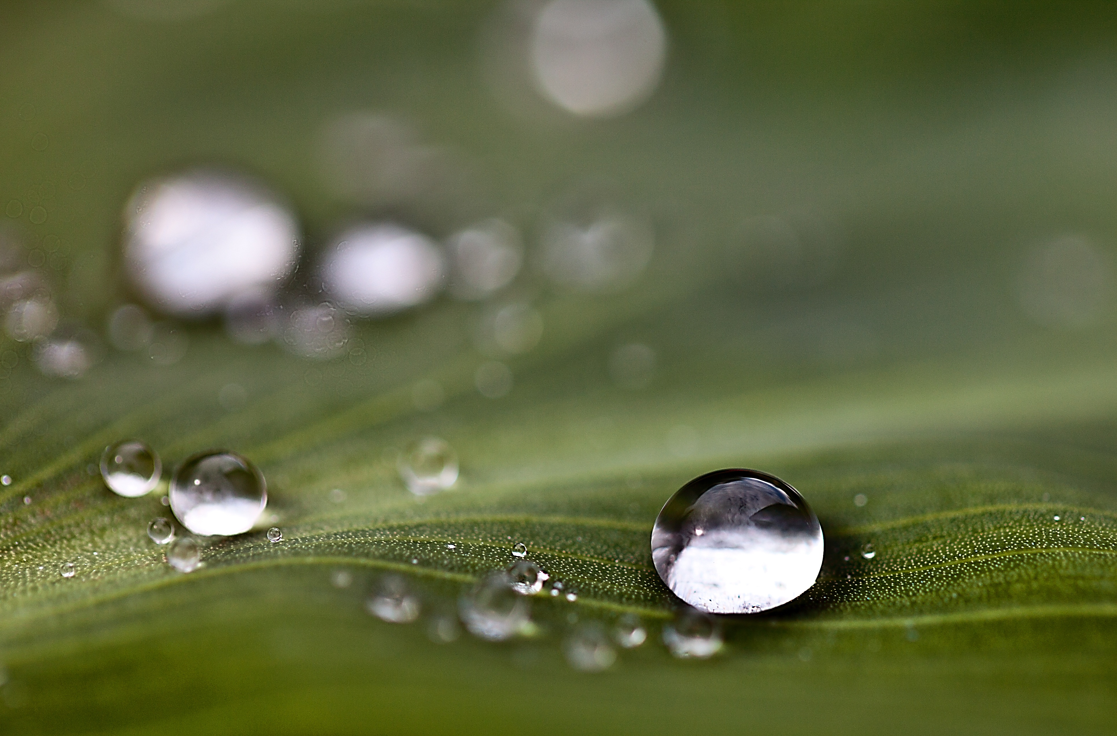 rosa, rain, extreme close-up, drop, drops of water, close-up, leaf texture, green color, no people, reflections, shadows, leaf, outdoors, selective focus, HD Wallpaper
