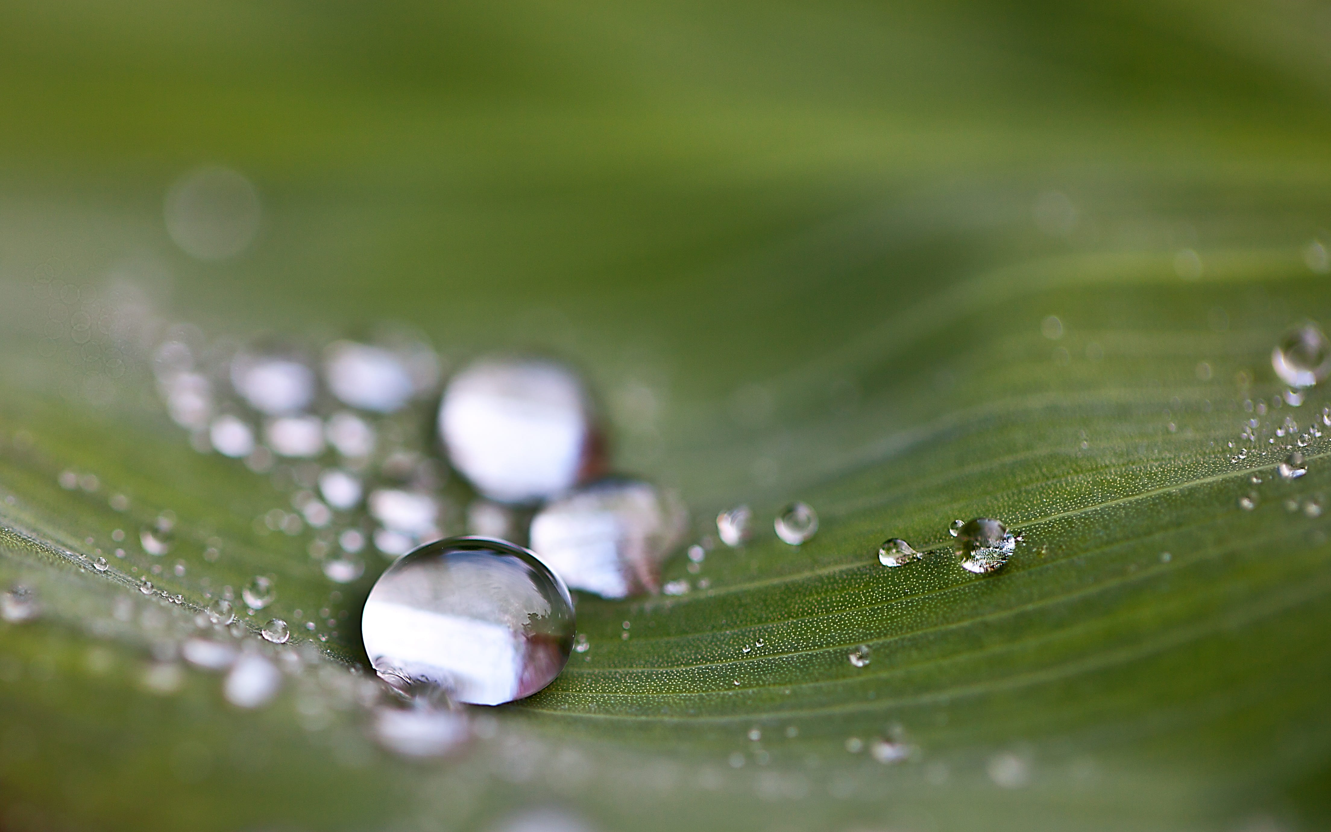 cannae divided leaf, plant, green color, drops, gloss, after the rain, dew, beauty in nature, nature, plastic, macro, freshness, substrate, dews, blade of grass, HD Wallpaper