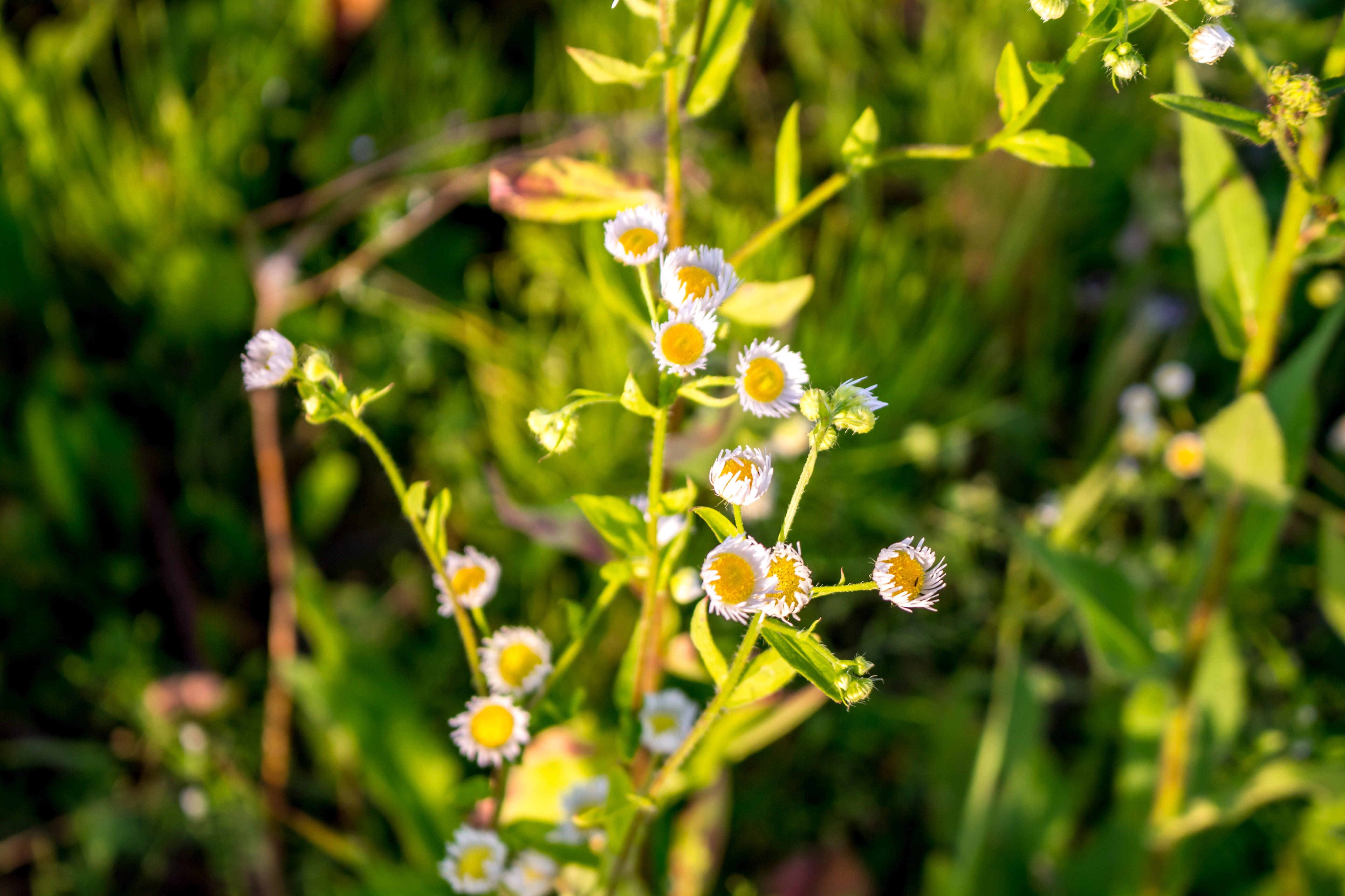 inflorescence, beautiful, the substrate, flower head, greens, flowers, selective focus, chamomile, focus on foreground, flowering plant, pollination, green color, HD Wallpaper