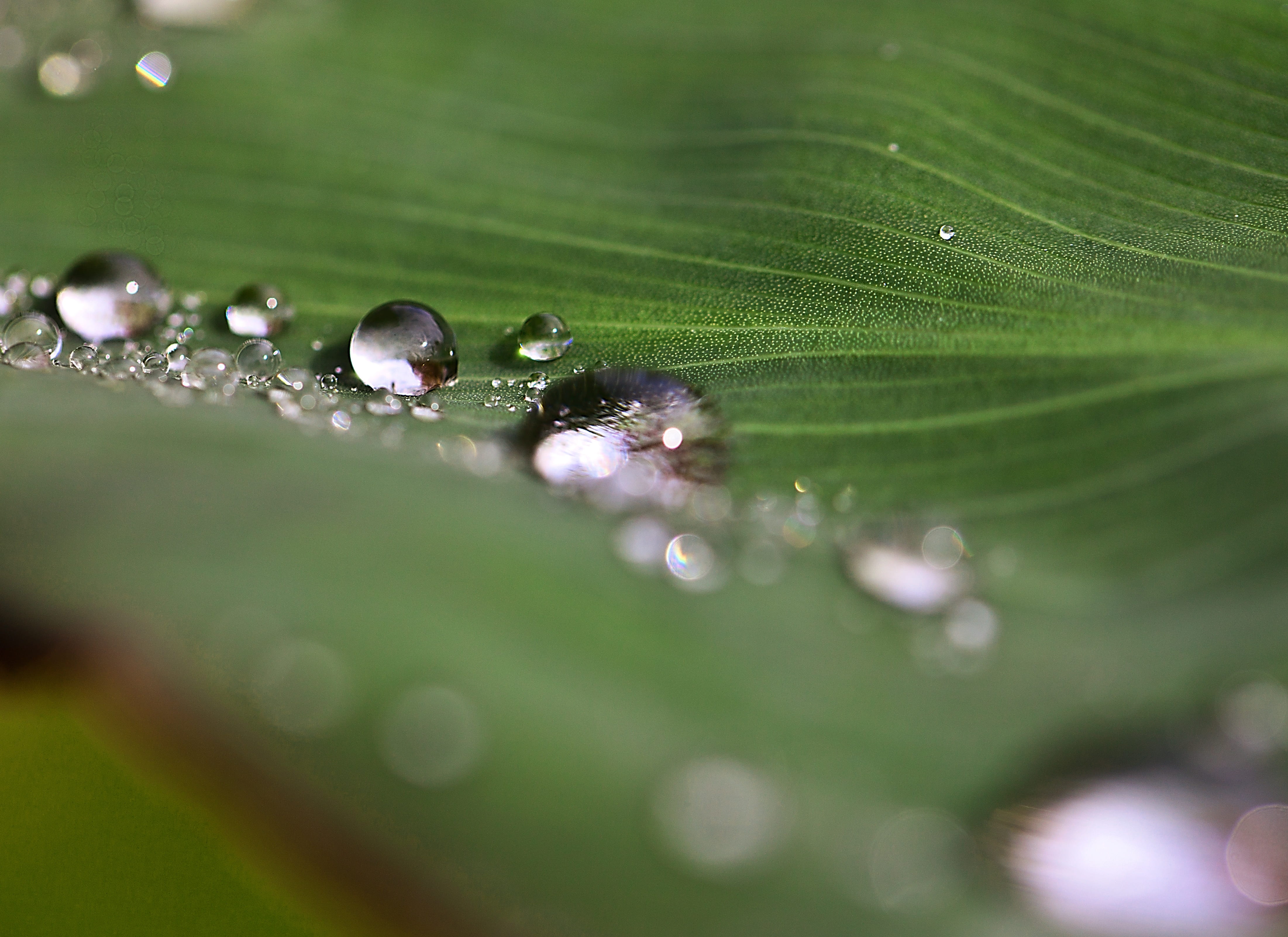 drops of water, purity, rain drops, freshness, reflections, drop, animal, leaf texture, vulnerability, spherical, nature, dew, after the rain, raindrop, HD Wallpaper