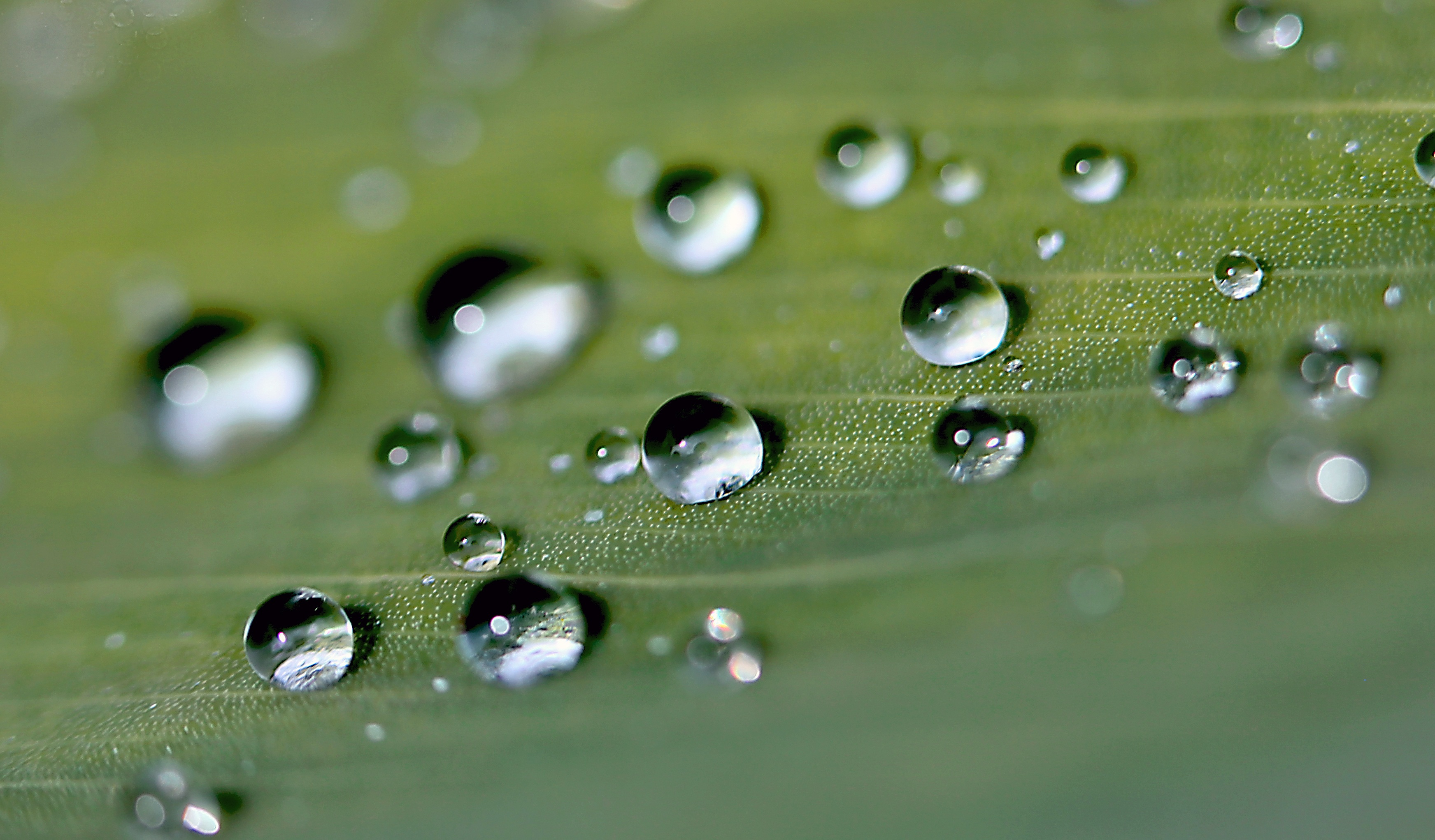 raindrop, purity, close-up, rosa, cannae divided leaf, plant part, beauty in nature, fragility, plant, the surface of the leaf, after the rain, 2K, shadows, HD Wallpaper
