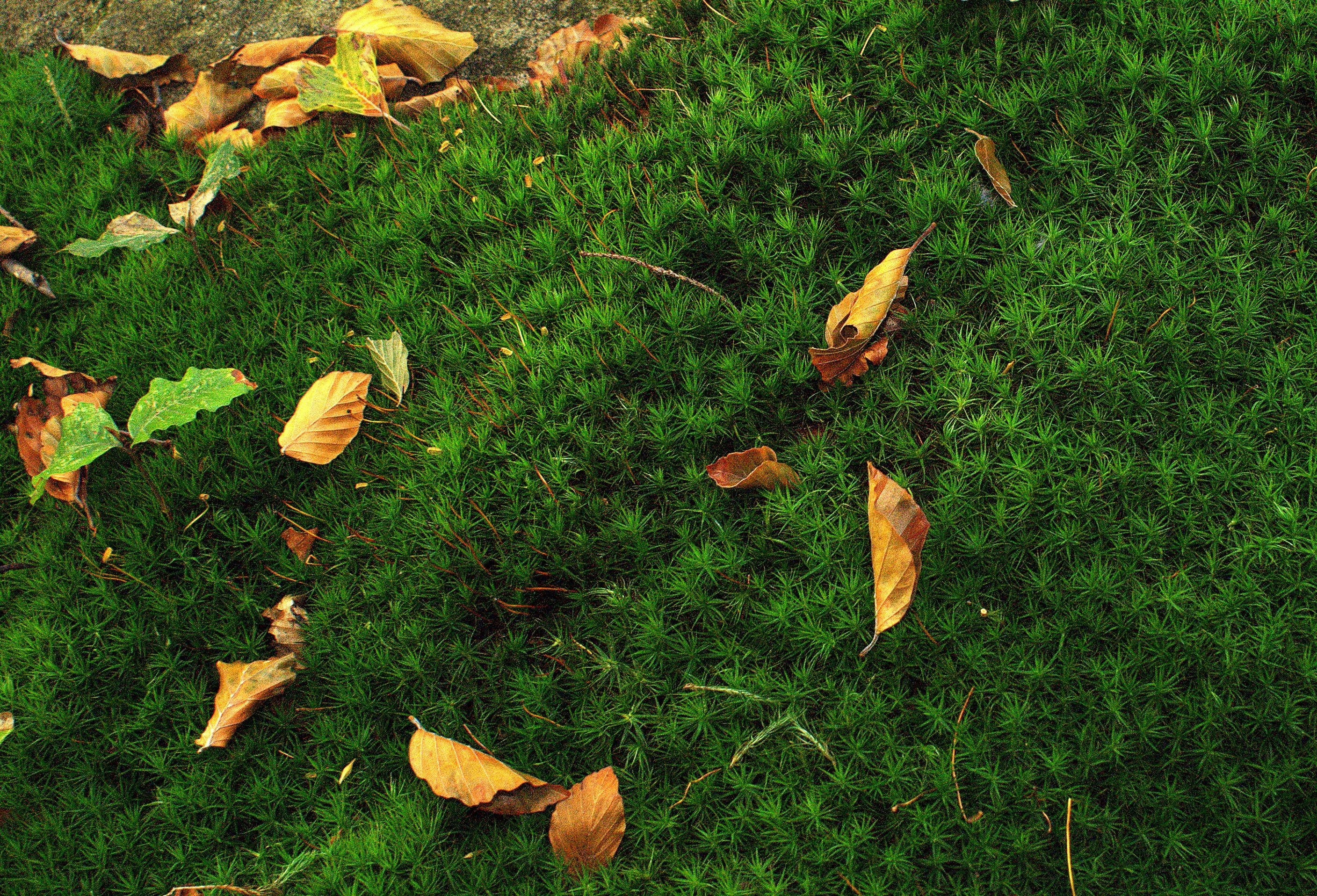 fall, plant part, substrate, plant, leaf, fragility, falling, plants, green color, moss, forest litter, grass, fallen, leaflet, change, growth, day, land, HD Wallpaper