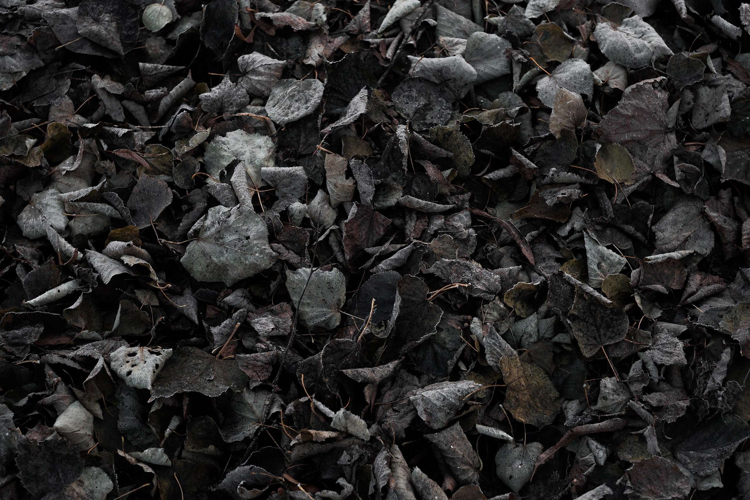 cold, ground, nature, leaves, texture, dark, 2K, fall, HD Wallpaper