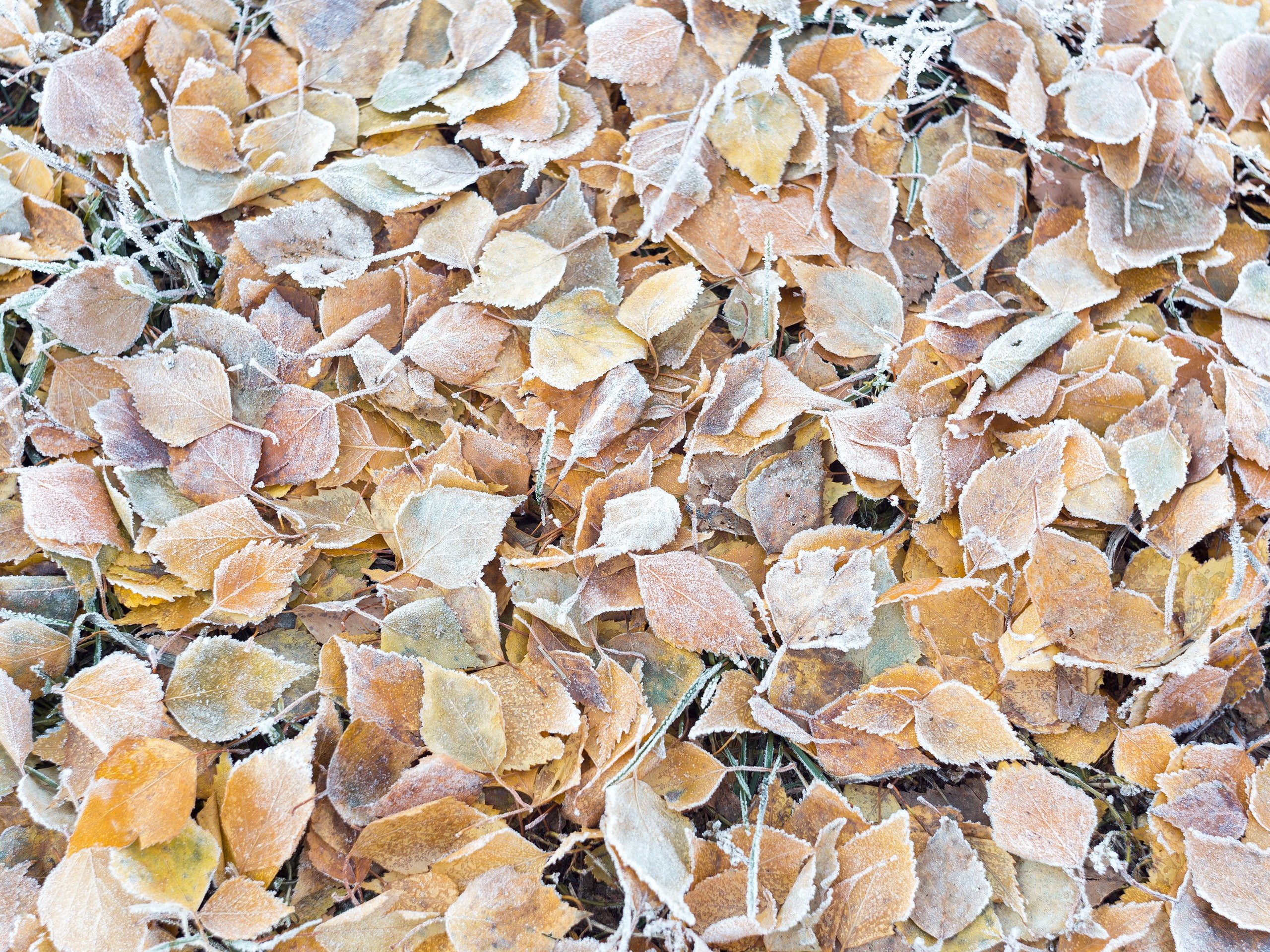 ground, fall, texture, leaves, frost, cold, nature, 2K, HD Wallpaper