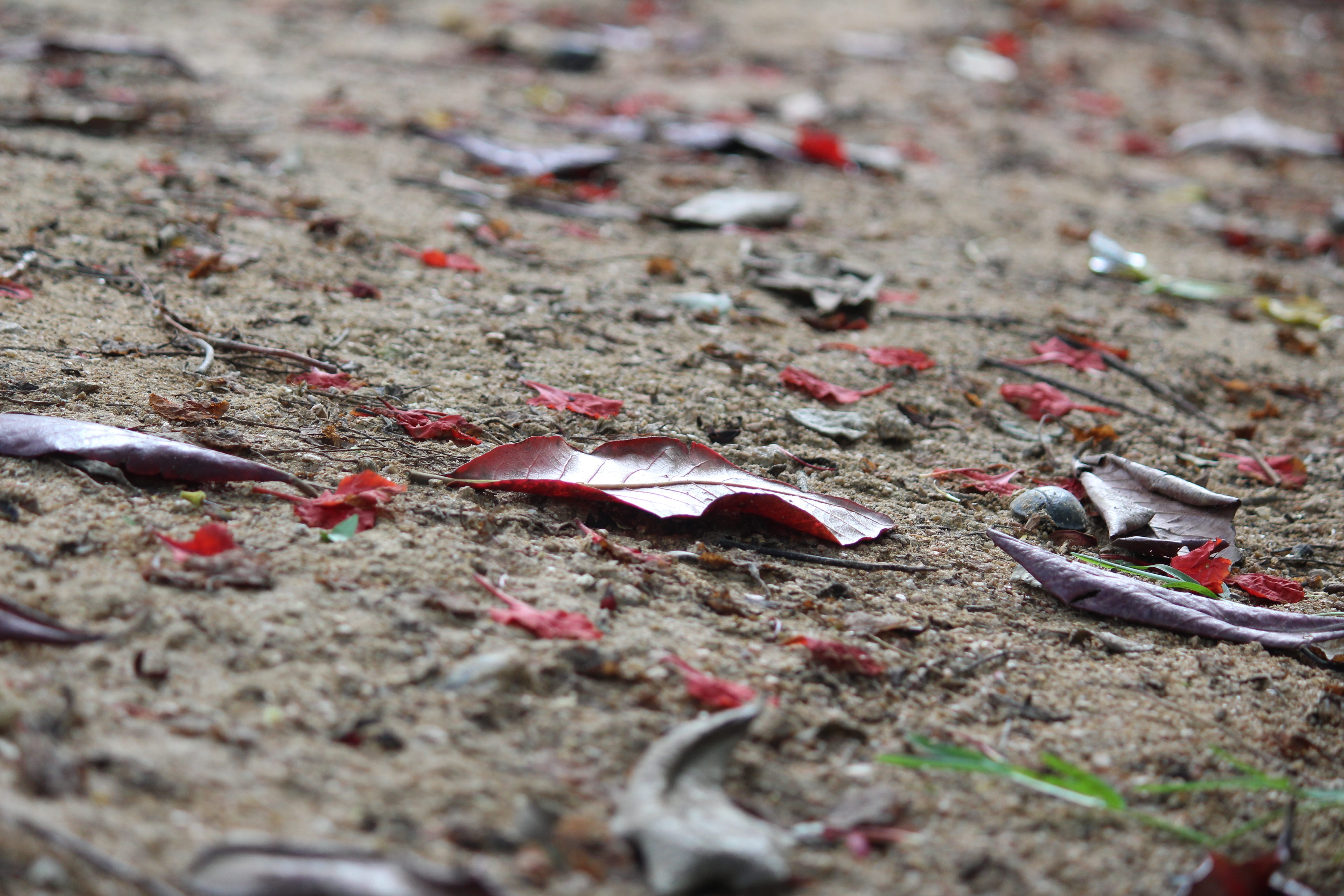 fish, vulnerability, red, close-up, lonely leaves, day, seasons word, 5K, plant, nature, concrete, high angle view, Ground, animal, change, broken heart, HD Wallpaper