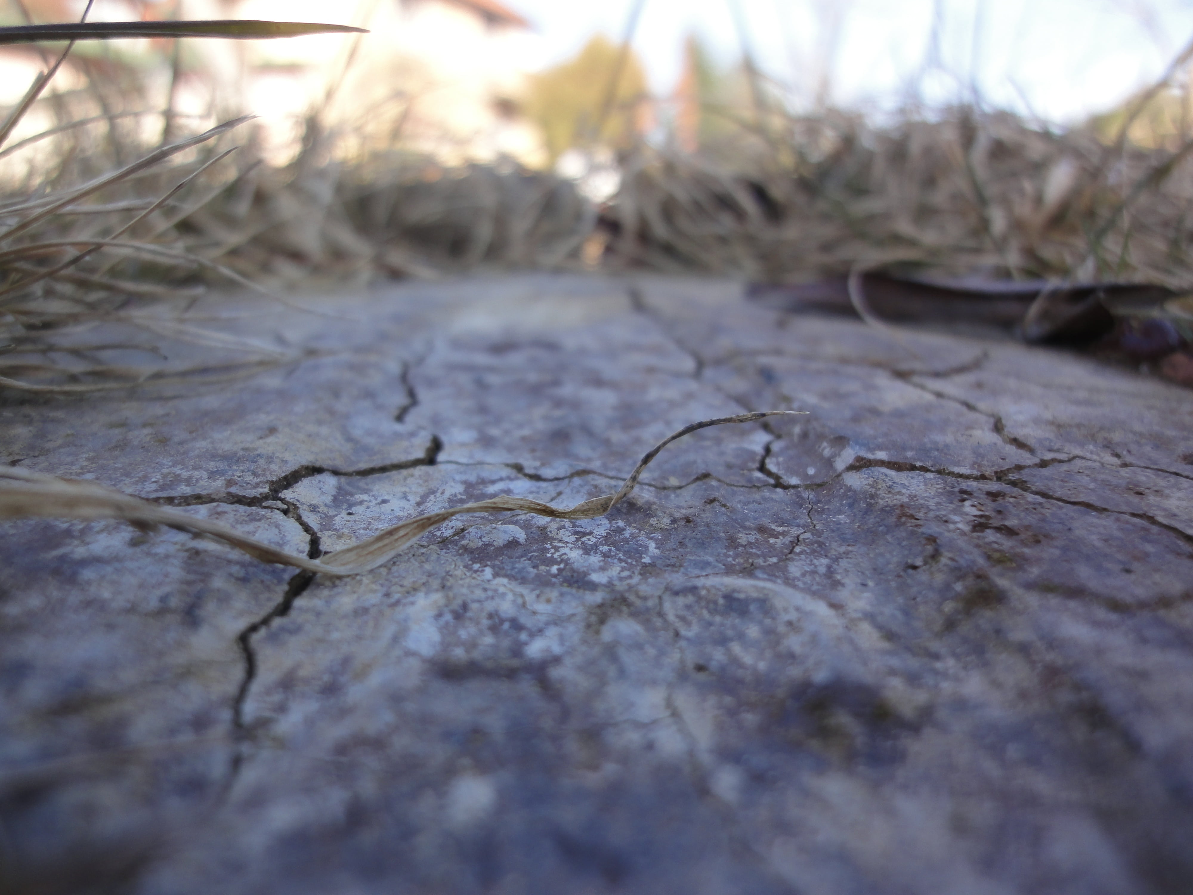 tree, outdoors, 4K, day, textured, arid climate, nature, field, environment, plant, rough, land, close-up, cracked, broken, concrete, selective focus, HD Wallpaper