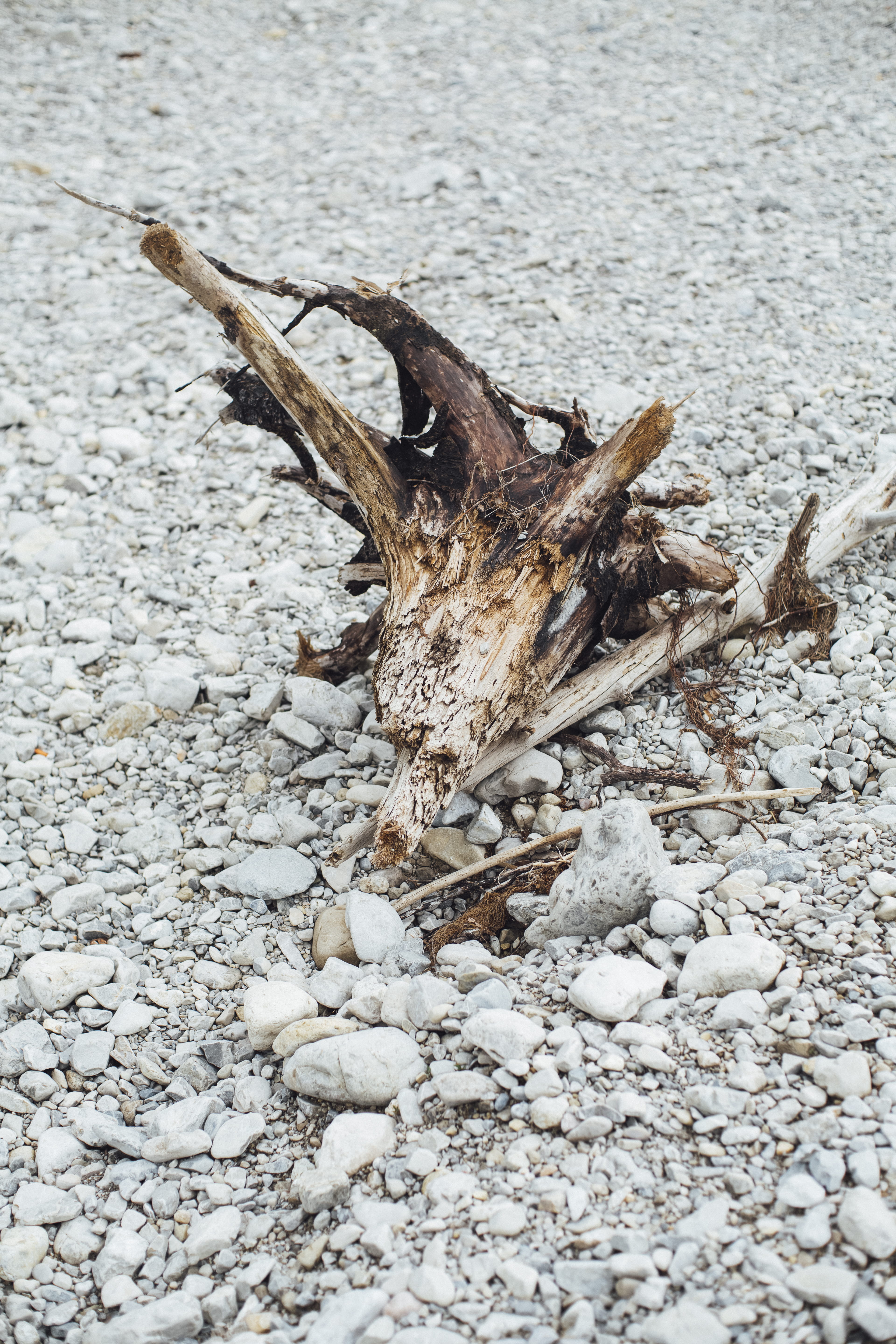day, driftwood, close-up, soil, season, dry, dirty, roots, gravel, one animal, winter, animal, wood, land, cold temperature, rocks, bone, tree, sand, pattern, Phone HD Wallpaper