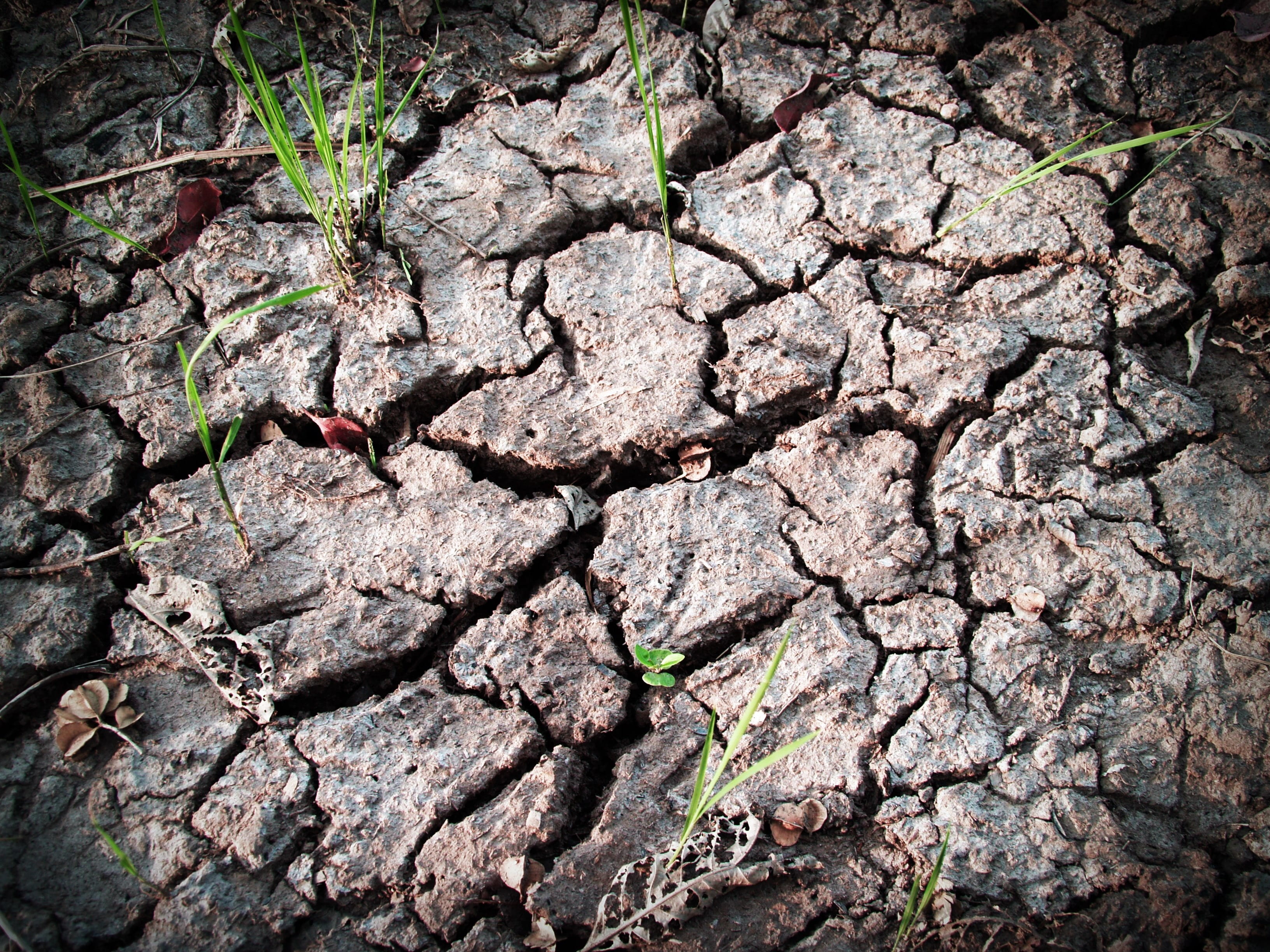 arid climate, backgrounds, terrain, ground, textured, leaf, plant part, brake, dirt, environment, high angle view, close-up, full frame, broken, plant, HD Wallpaper