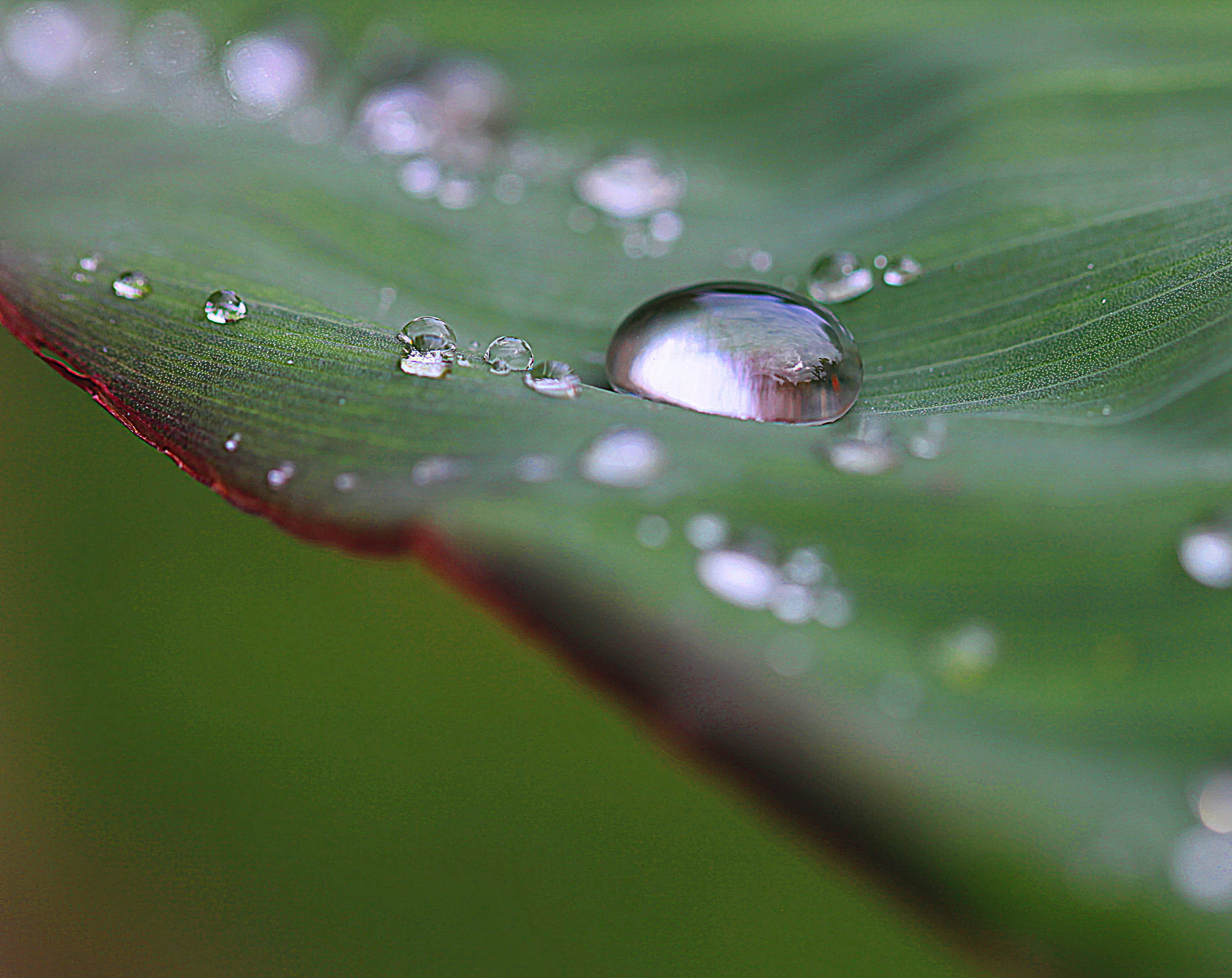 spherical, rain drops, gloss, substrate, reflection, focus, plant, green color, wet, drops of water, rosa, water, macro, rainy season, blade of grass, droplets, HD Wallpaper
