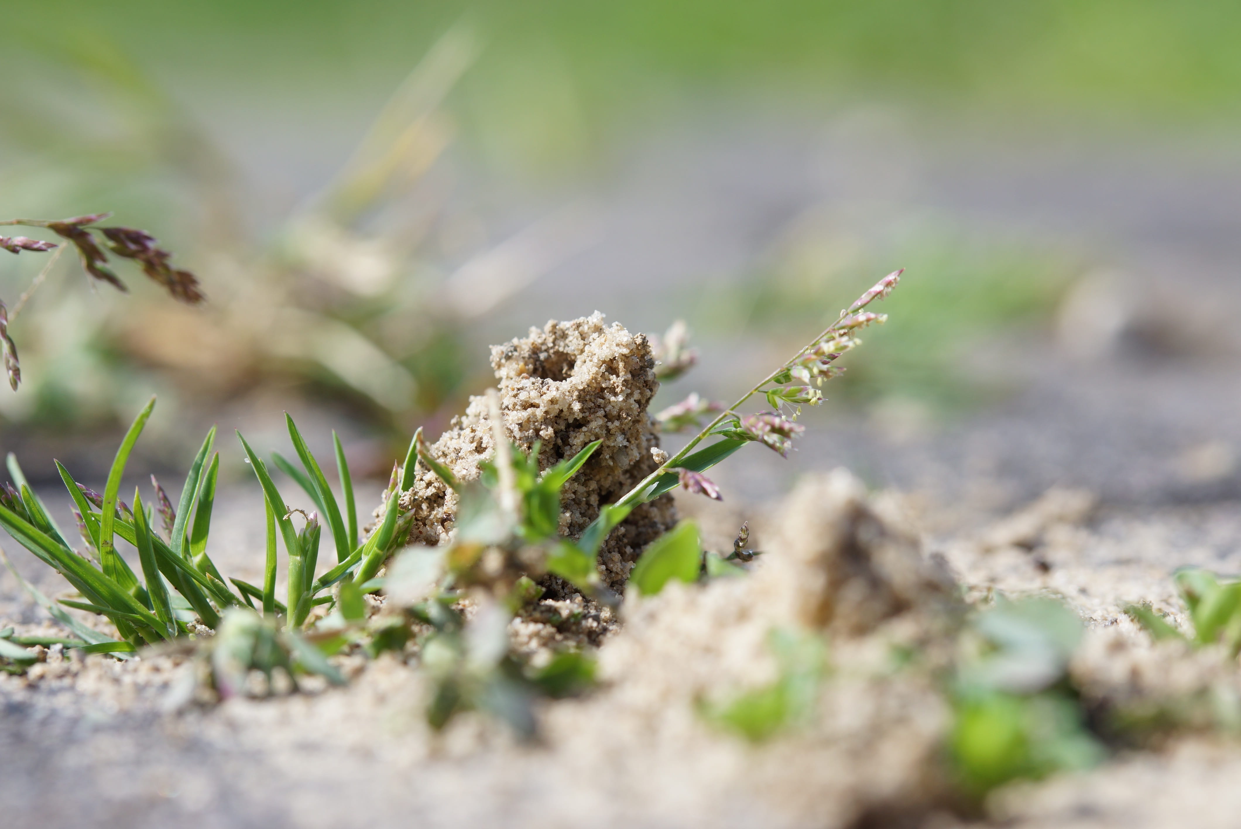 growth, plant, green color, day, 4K, tranquility, vulnerability, outdoors, flower, land, close-up, field, selective focus, grass, ant hill, beauty in nature, HD Wallpaper