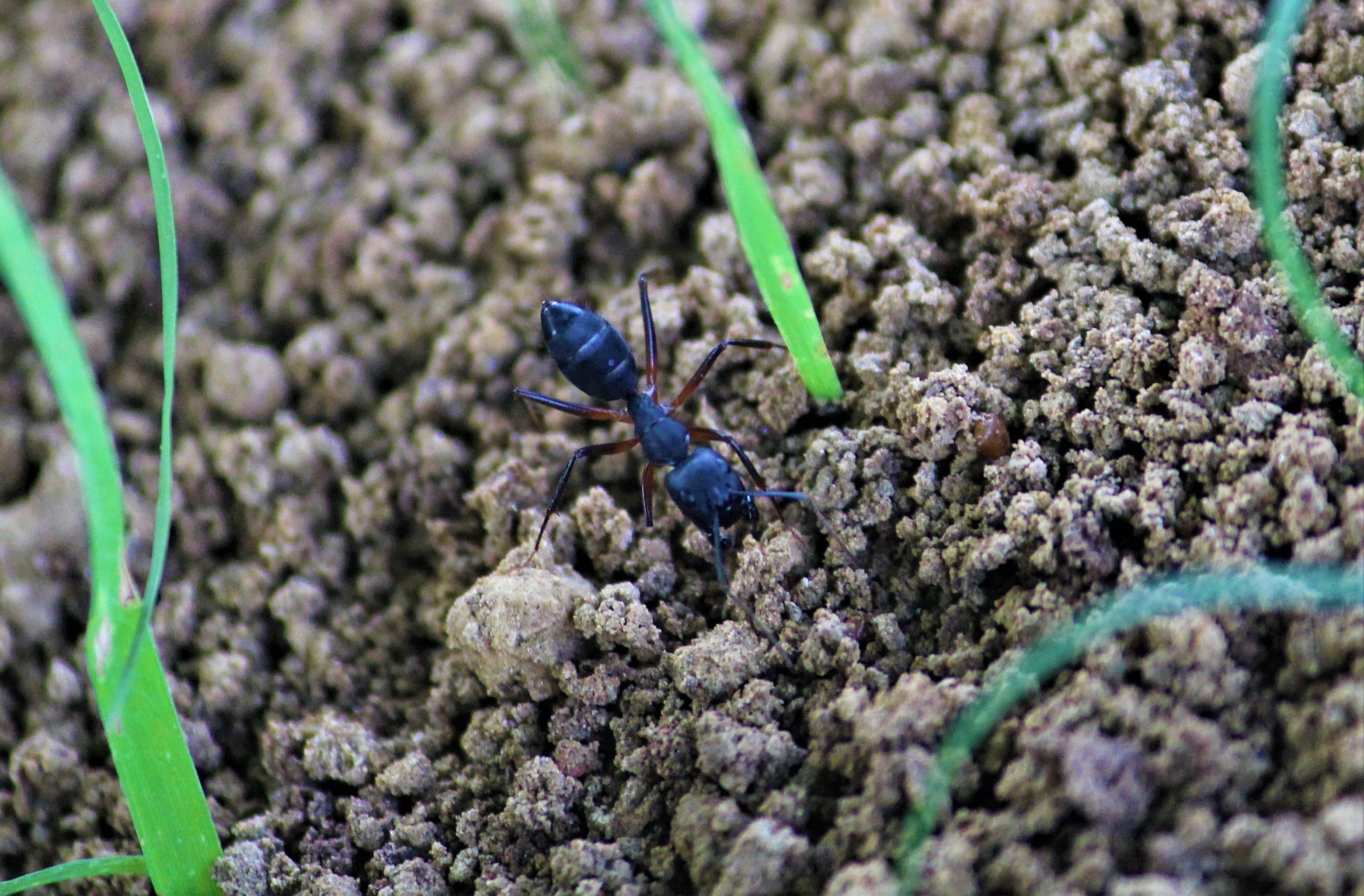 animal wildlife, one animal, formicidae, ant hill, animals in the wild, day, ant, arthropod, building, animal, nature, outdoors, insect, plant, selective focus, HD Wallpaper
