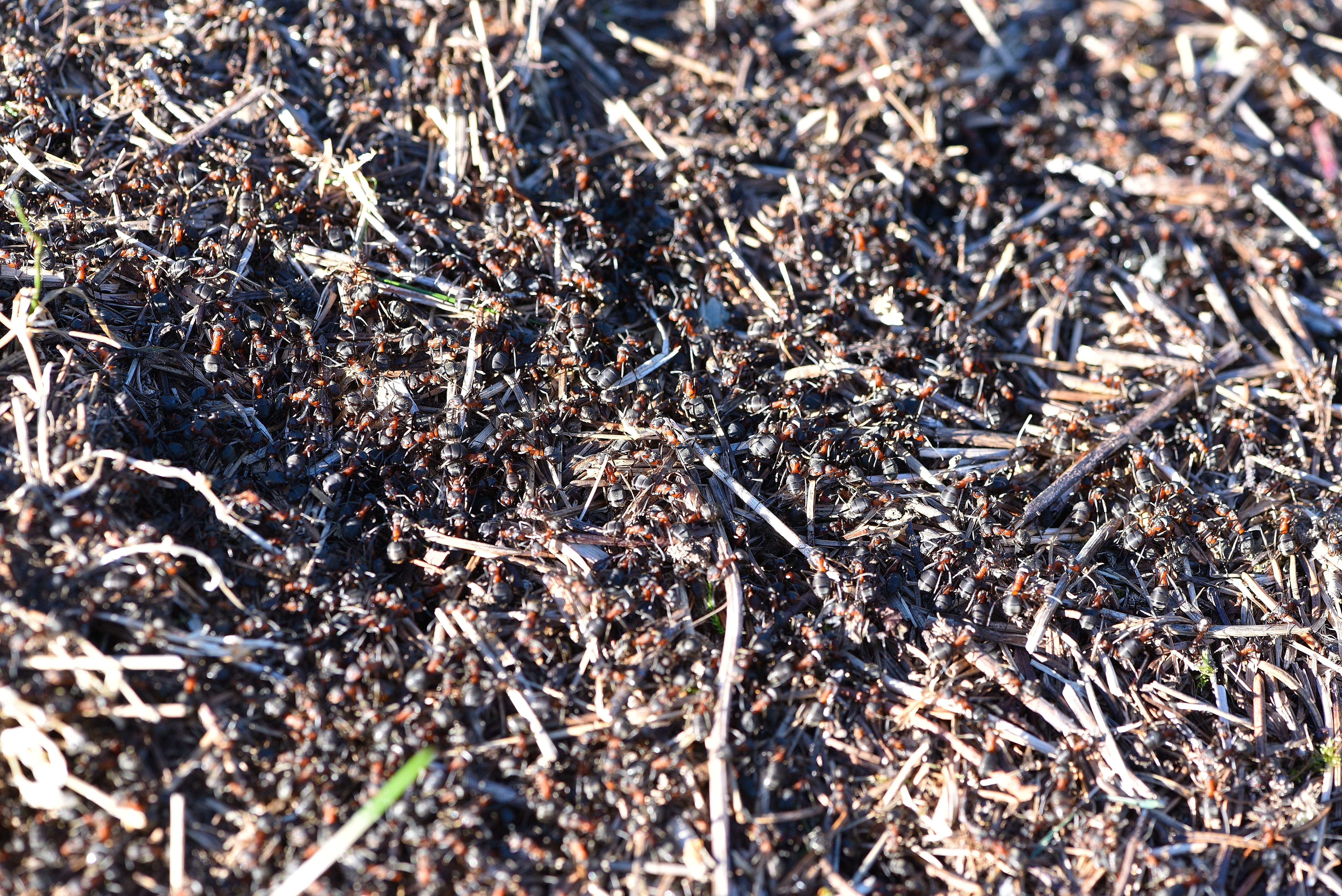 dry, no People, group of animals, Ant Hill, Ants, animal, plant, Nature, Thread, close-up, large group of animals, selective focus, invertebrate, animal themes, HD Wallpaper