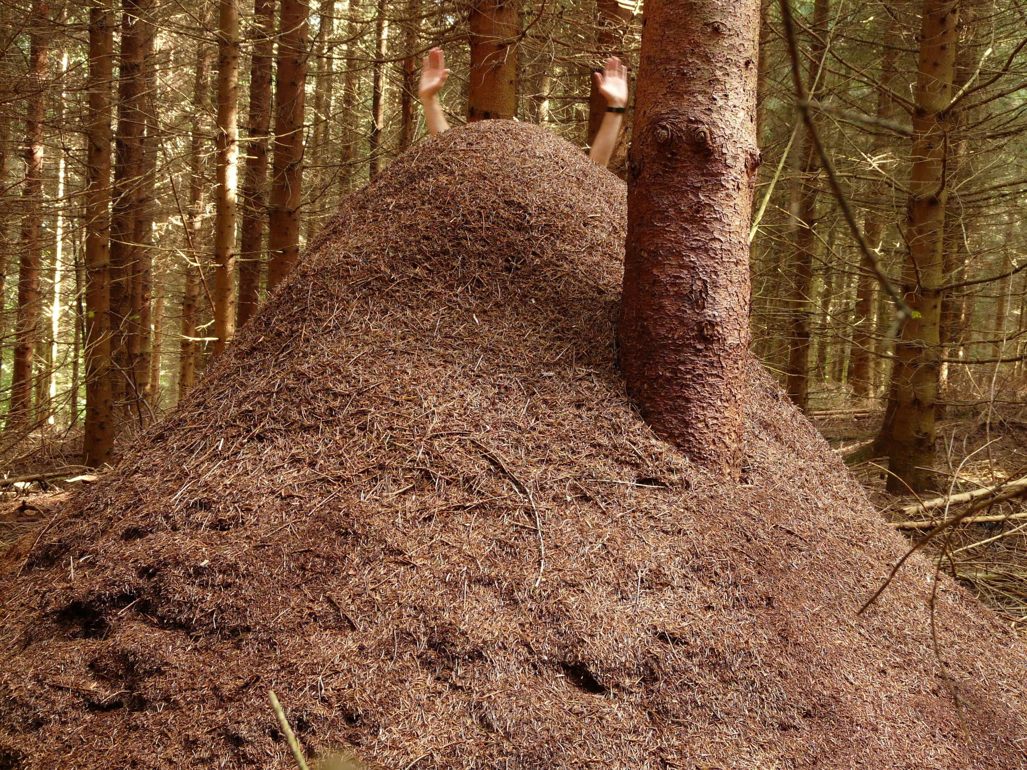 no people, forest, trunk, tree trunk, tranquility, scenics - nature, wood ant, day, formica polyctena, growth, huge hill, red wood ant, forest ant hill, HD Wallpaper