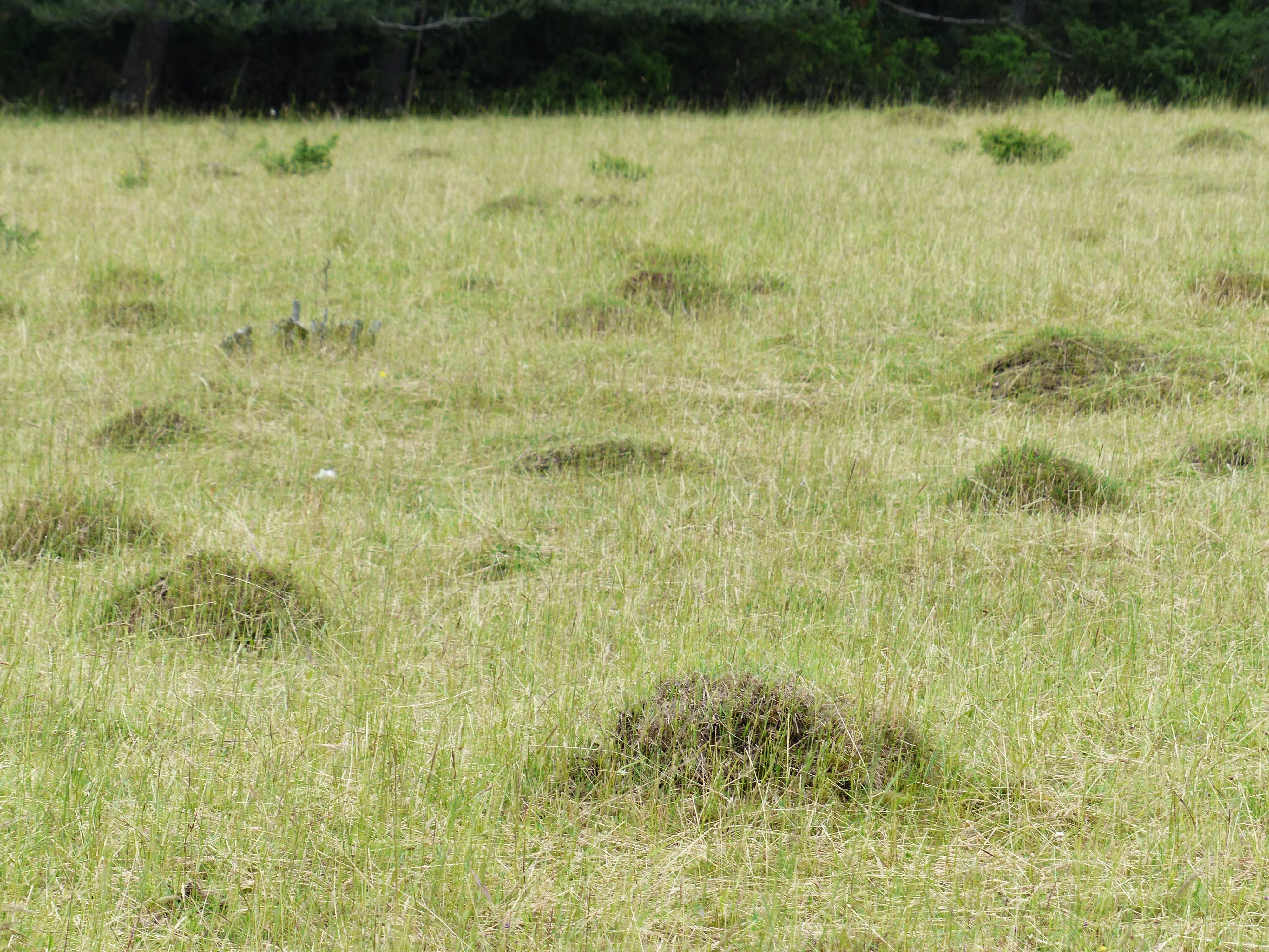land, outdoors, plant, nature, backgrounds, scenics - nature, meadow ants, landscape, Ants, 4K, Meadow, glade, tree, no people, green, grass, full frame, HD Wallpaper
