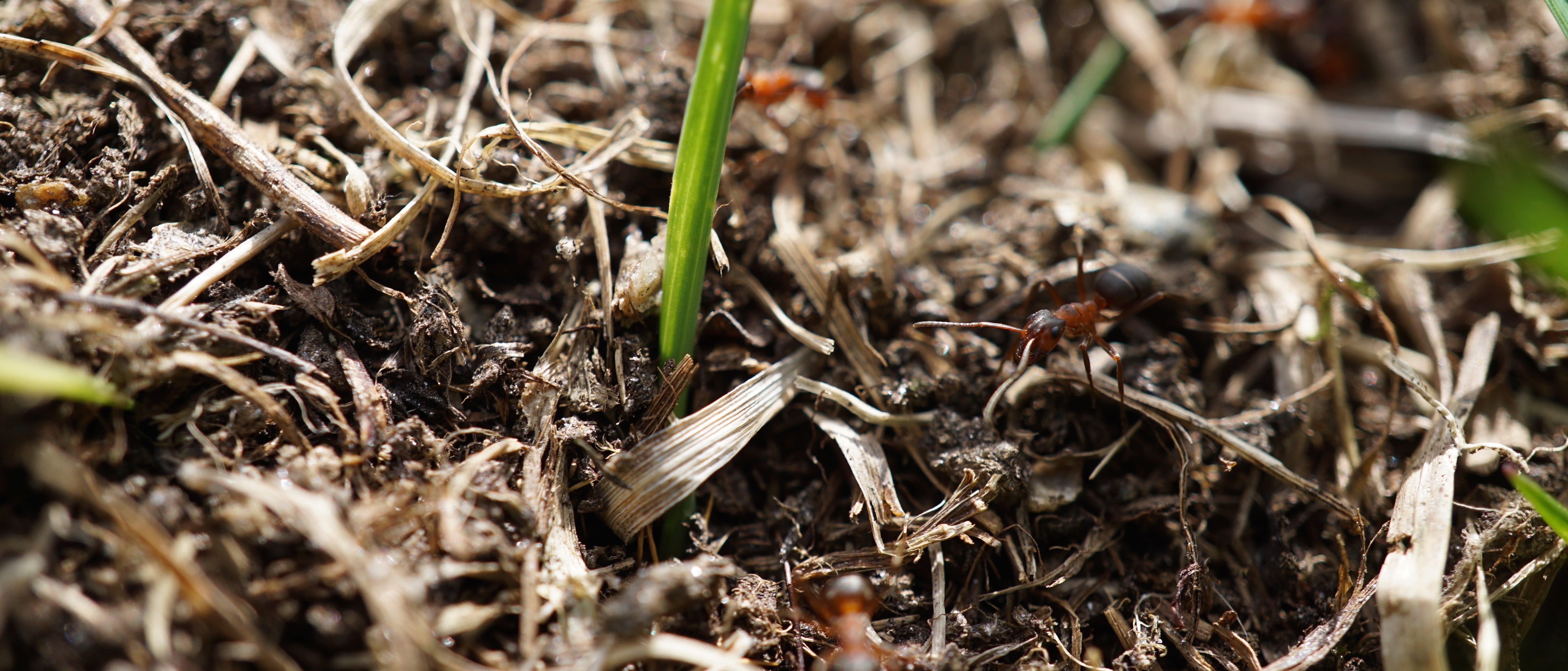 full frame, growth, animal themes, field, ant hill, meadow ants, animal, dry, food, insect, plant, nature, high angle view, dirt, close, no people, invertebrate, HD Wallpaper