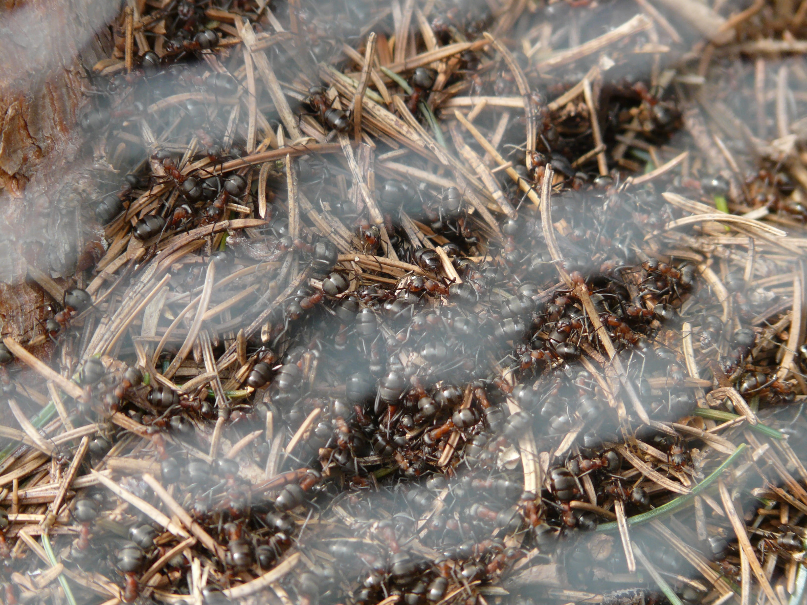 large group of animals, group of animals, full frame, invertebrate, fish, close-up, high angle view, animal wildlife, ant hill, marine, grid, animals in the wild, HD Wallpaper