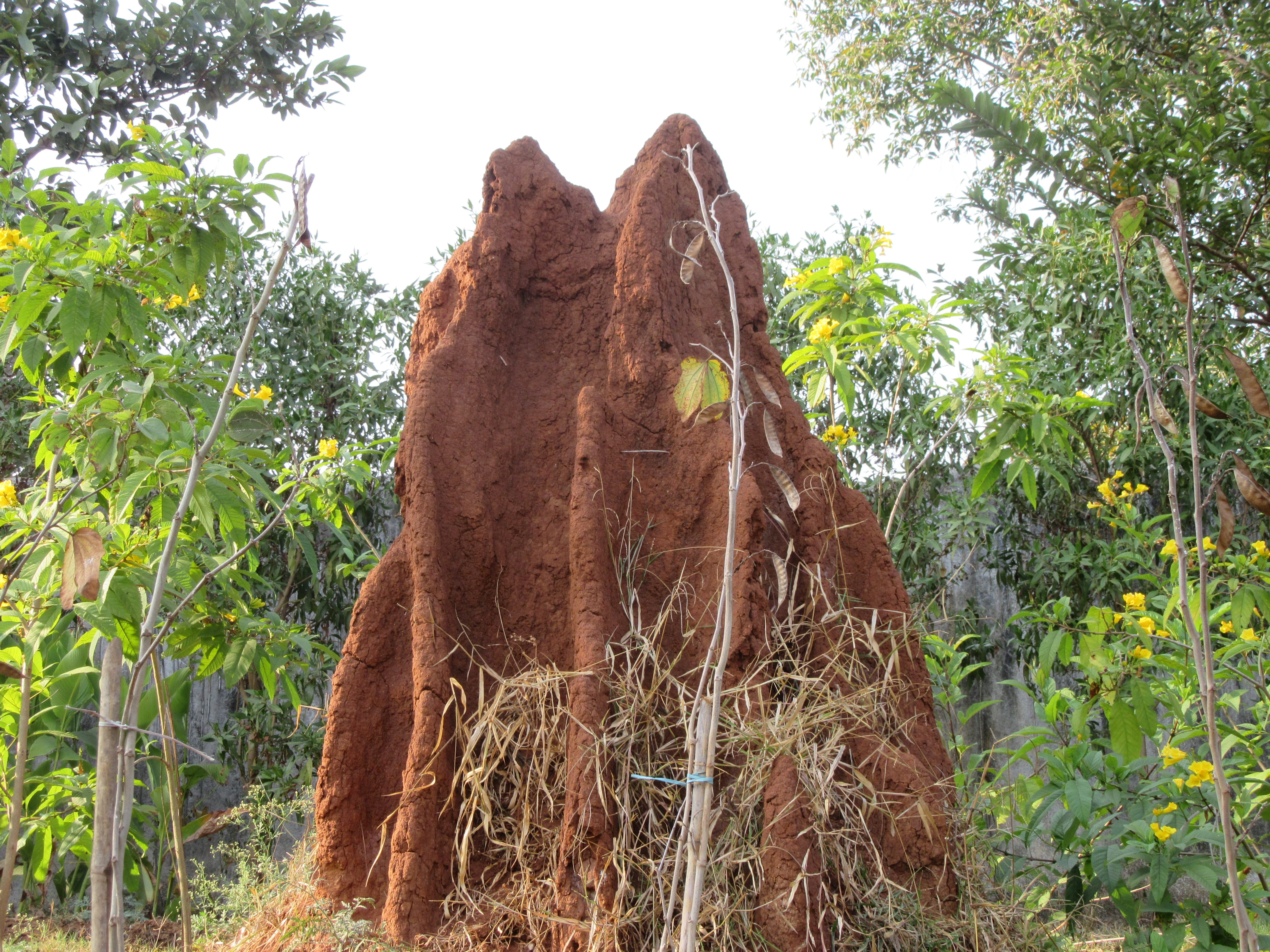sky, one animal, insect, ant, beauty in nature, termite hill, brown, day, clear sky, wood, green color, tree, 5K, forest, damage, colony, growth, Termite, HD Wallpaper