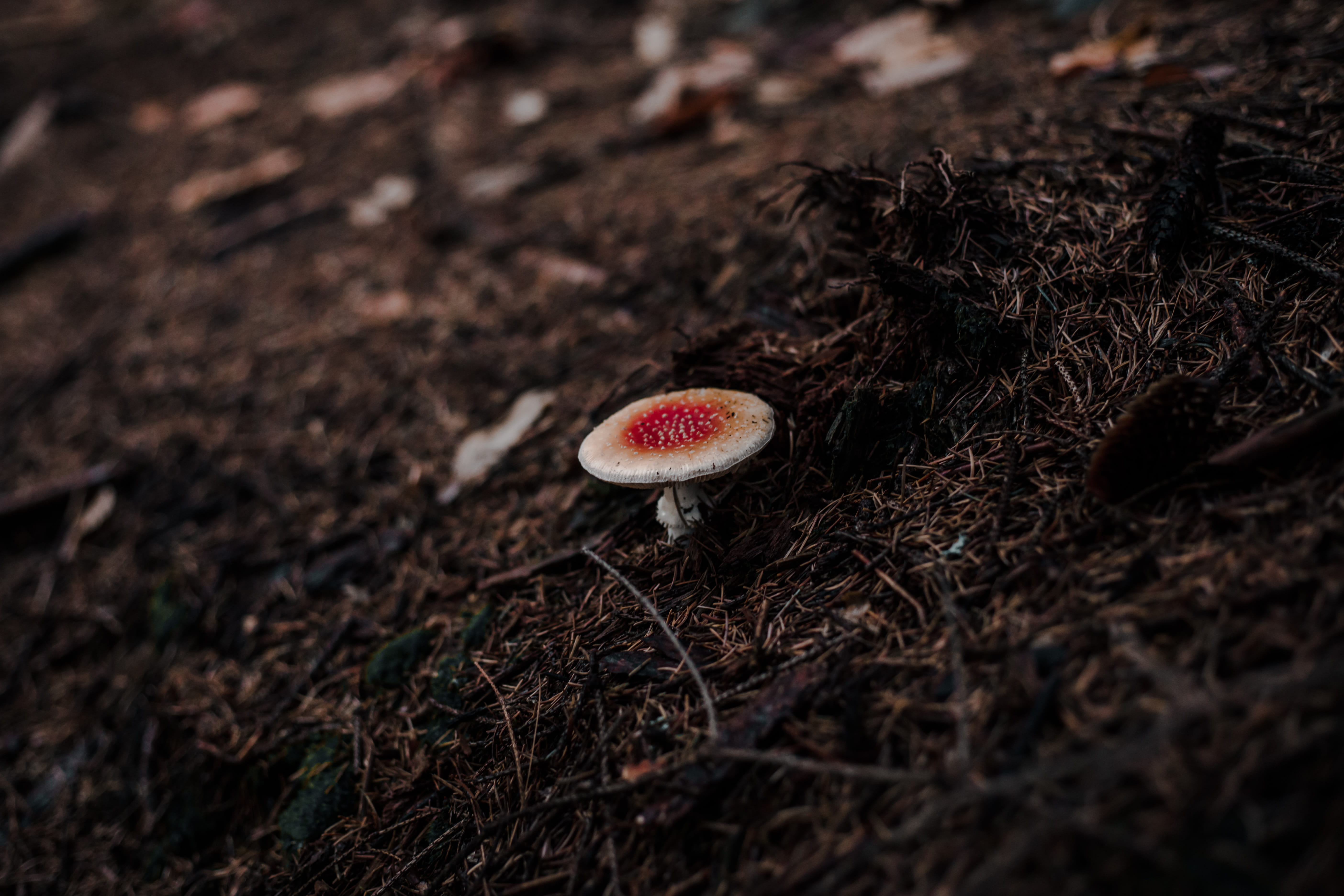 growth, arachnid, food, toadstool, fungus, invertebrate, tarantula, amanita, fly agaric mushroom, field, outdoors, weed, insect, algaric, photo, plant, HD Wallpaper