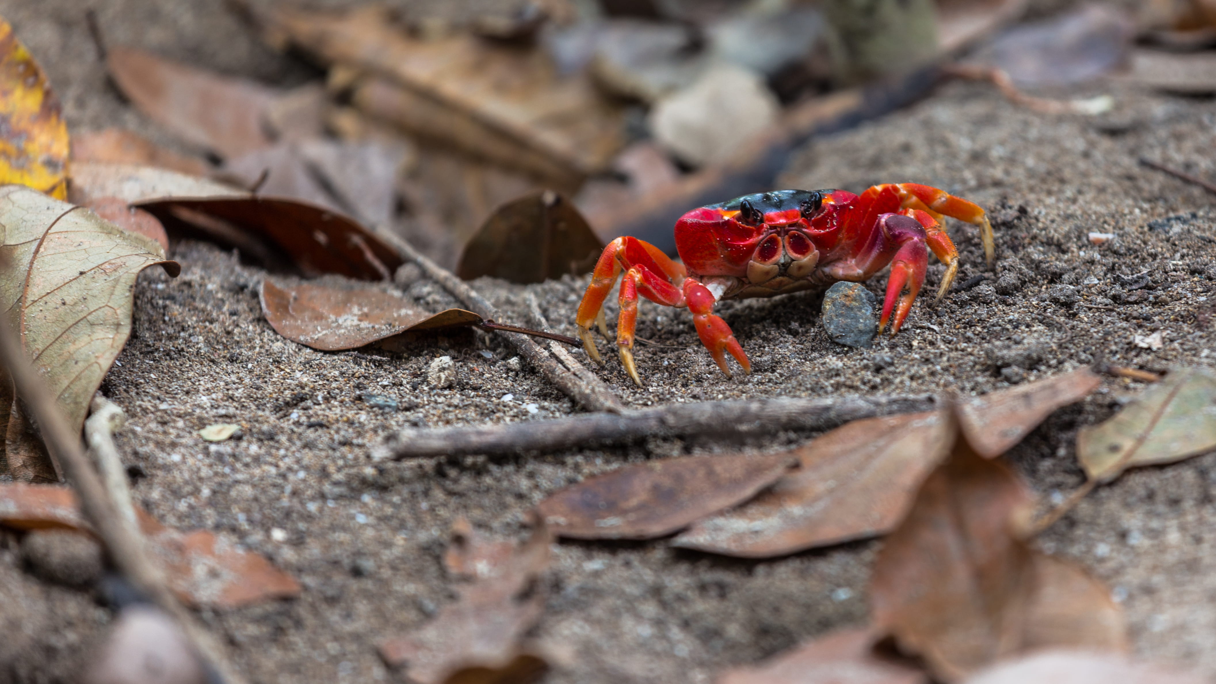 brown, red, rock, animals in the wild, crustacean, animal wildlife, one animal, land, closeup, rock - object, leaves, marine, leaf, no people, creature, HD Wallpaper