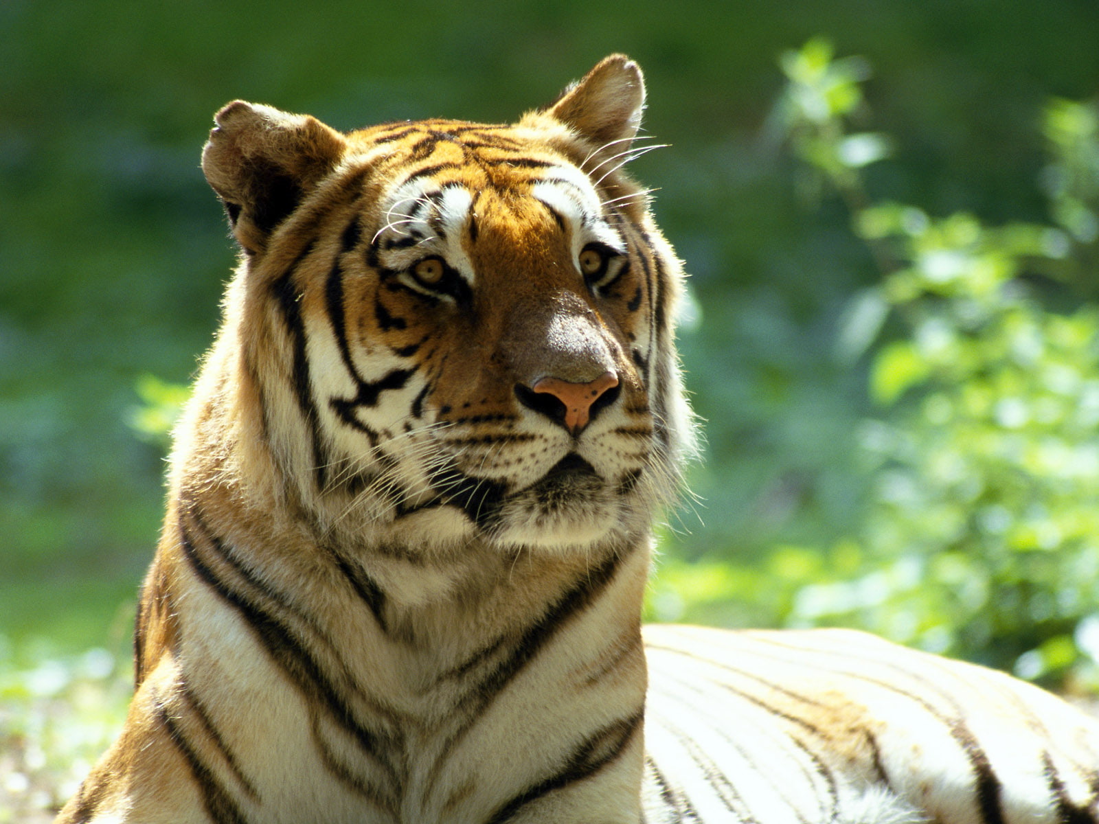 tiger, 720P, scary, HD Wallpaper